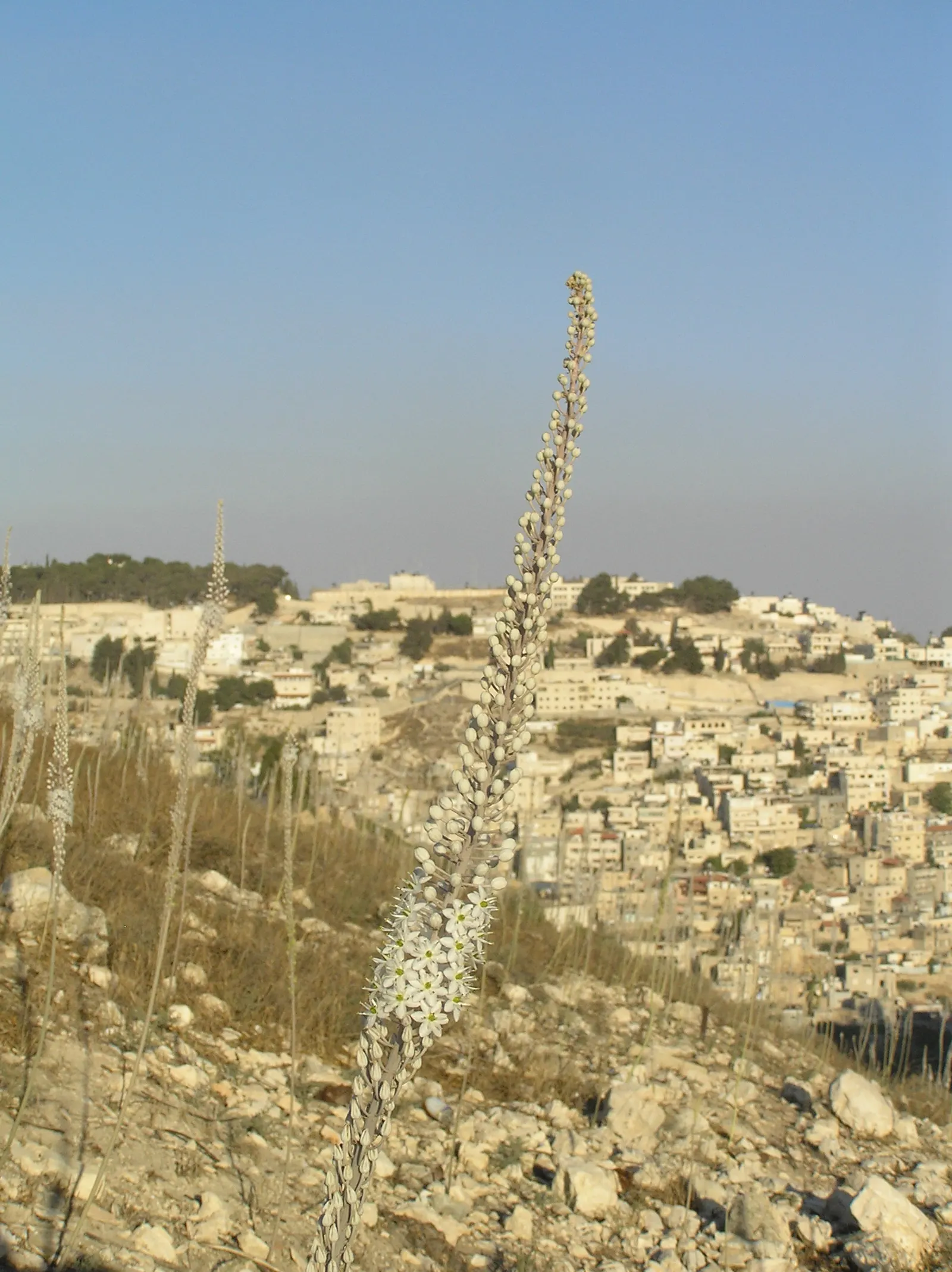 Sea Squill (Drimia maritima) — bulb / perennial with white blooms; paving the way for the plant's true spectacle: its towering flower stalk