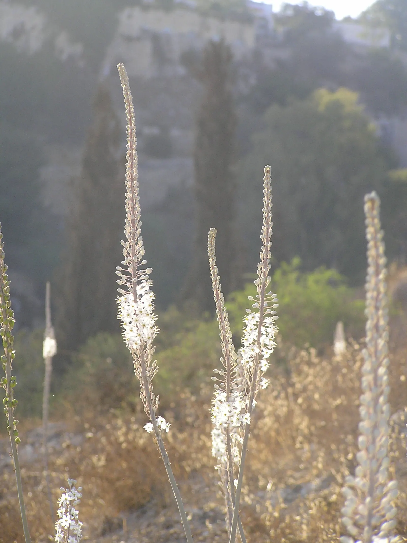 Sea Squill (Drimia maritima) — this hardy perennial requires minimal care once established and is not frequented by pests or diseases; this hardy Mediterranean