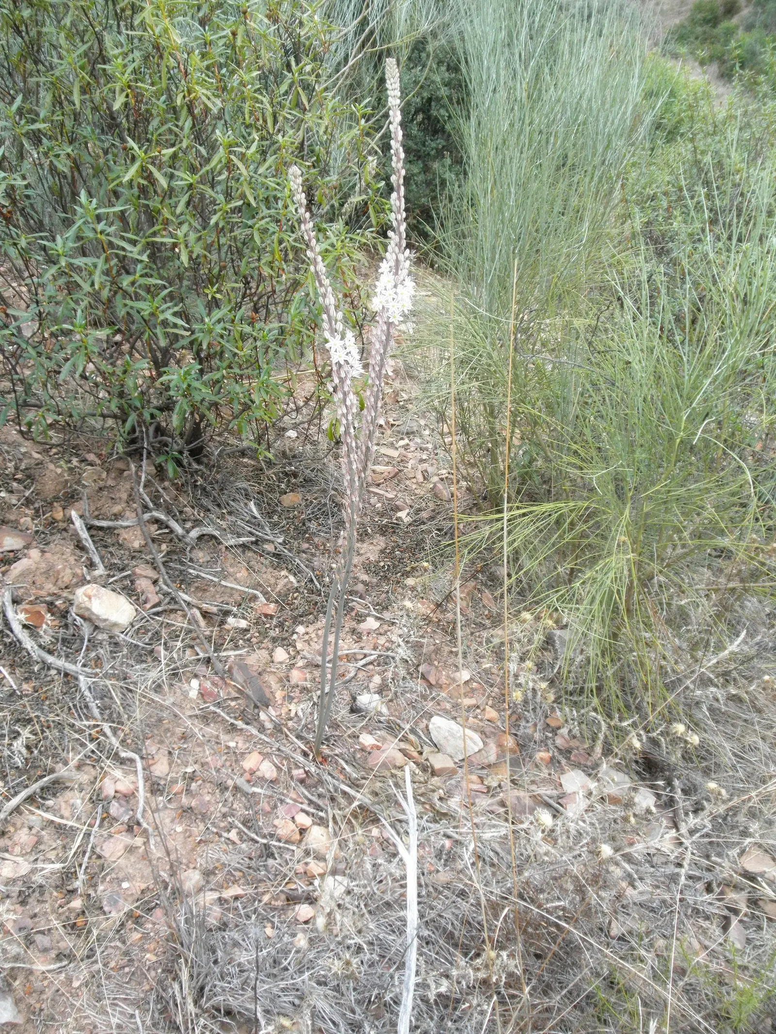 Sea Squill (Drimia maritima) — paving the way for the plant's true spectacle: its towering flower stalk; bulb / perennial with white blooms, image 86