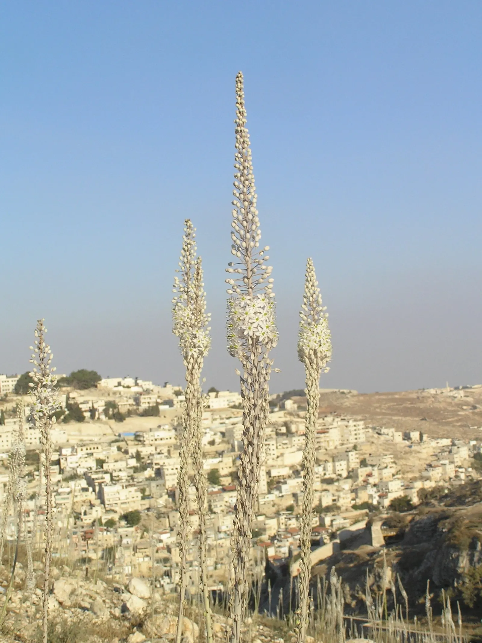 Sea Squill (Drimia maritima) — forming a lush rosette of dark green