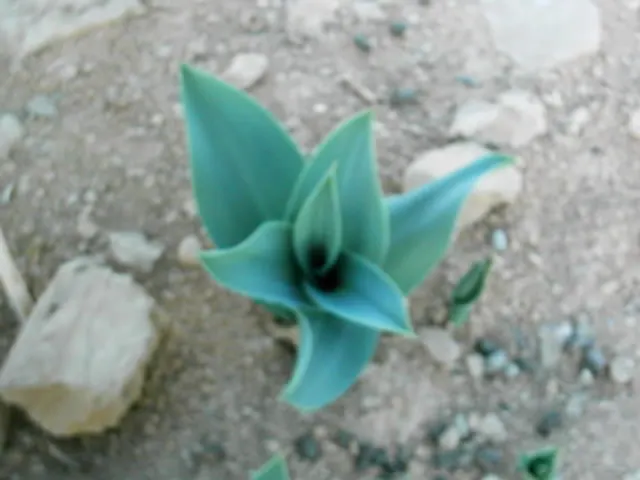 Sea Squill (Drimia maritima) — Sea Squill makes for a low-effort yet high-impact addition to any garden; each individual flower opening progressively from the
