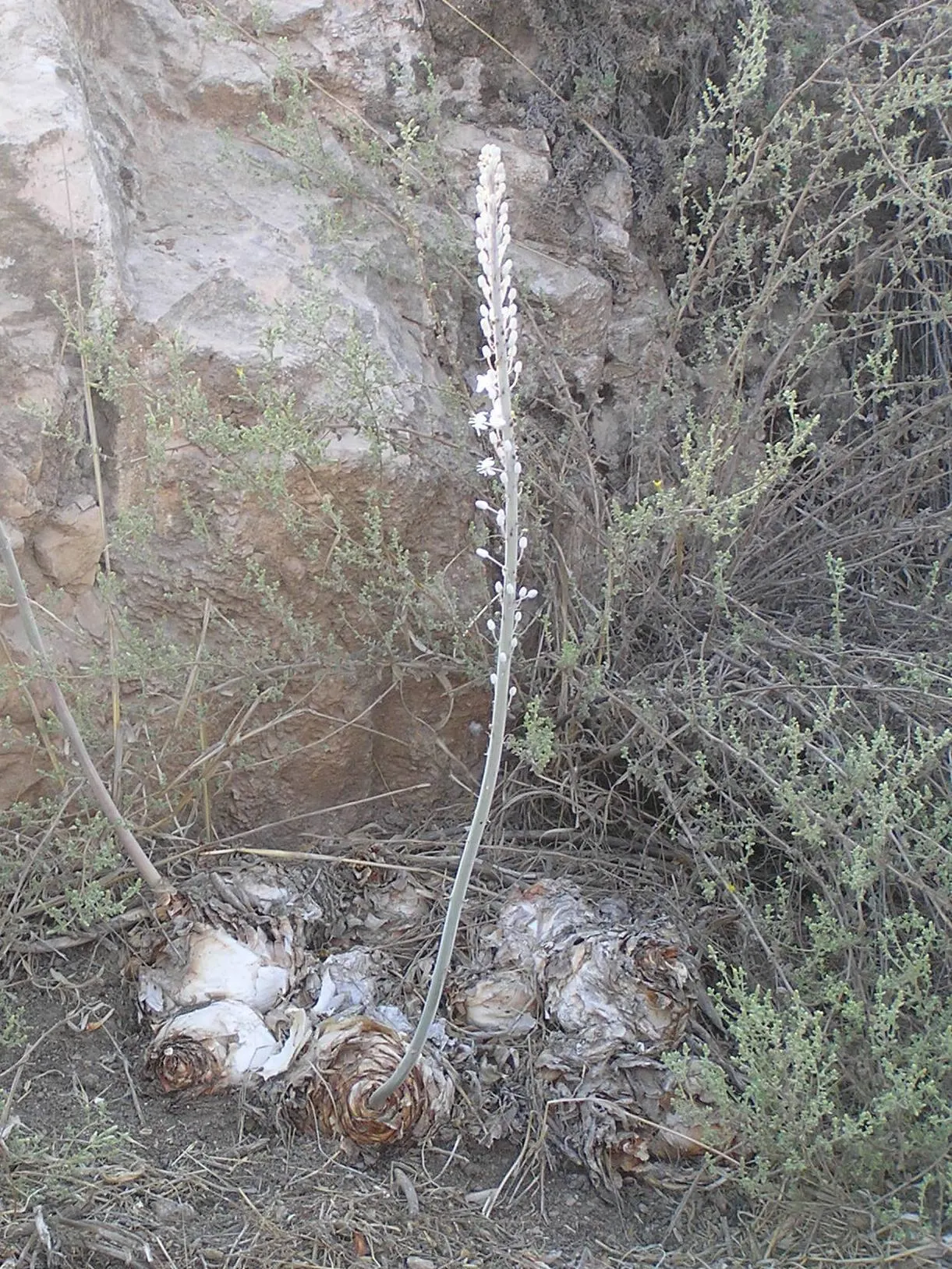 Sea Squill (Drimia maritima) — the Sea Squill's foliage emerges in late winter or early spring; thriving in well-drained soils with full sun, image 107