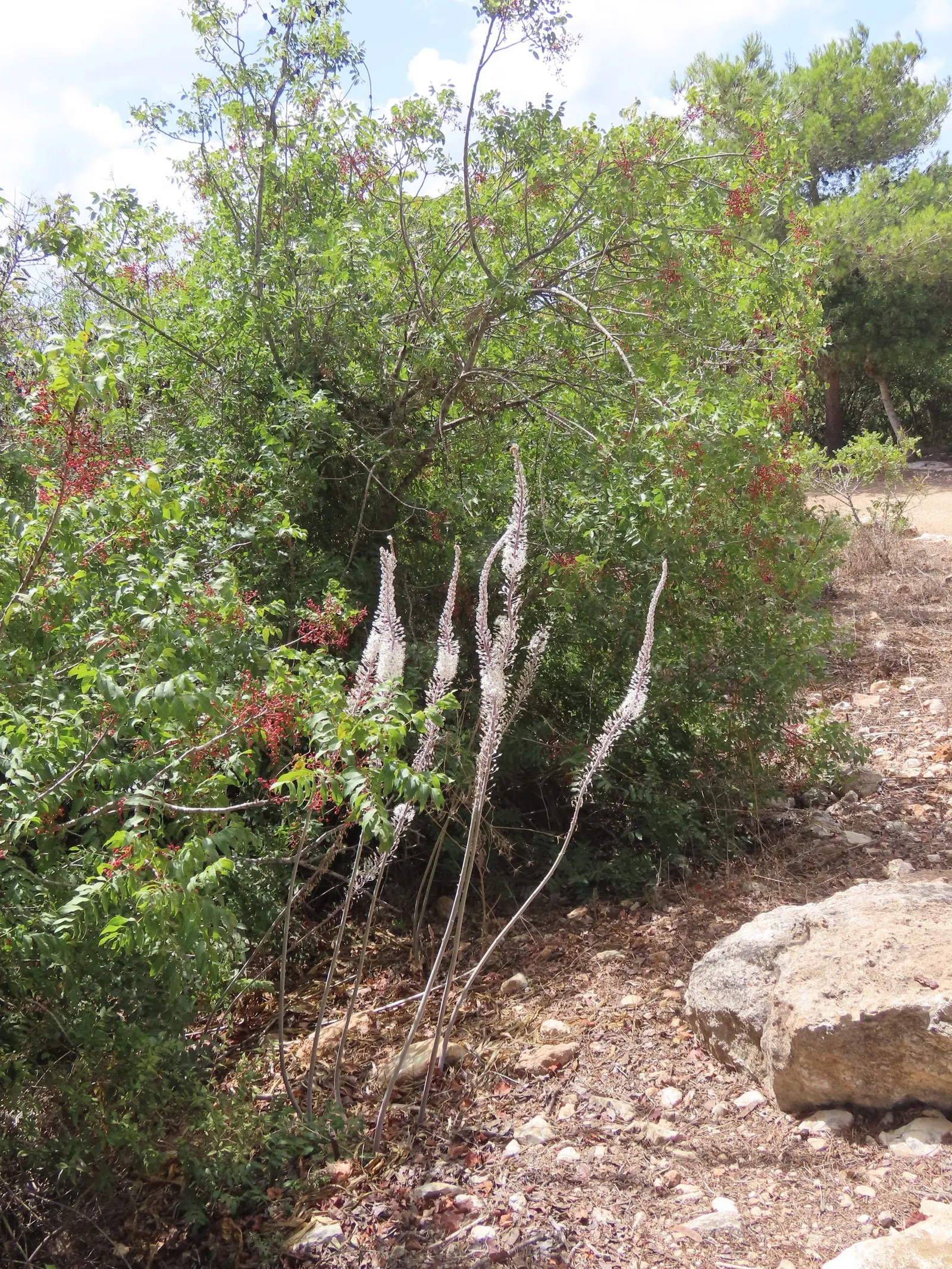 Sea Squill (Drimia maritima) — The Sea Squill's long-lasting blooms and strappy, basal leaves offer striking vertical interest; sea Squill (Drimia, image 52