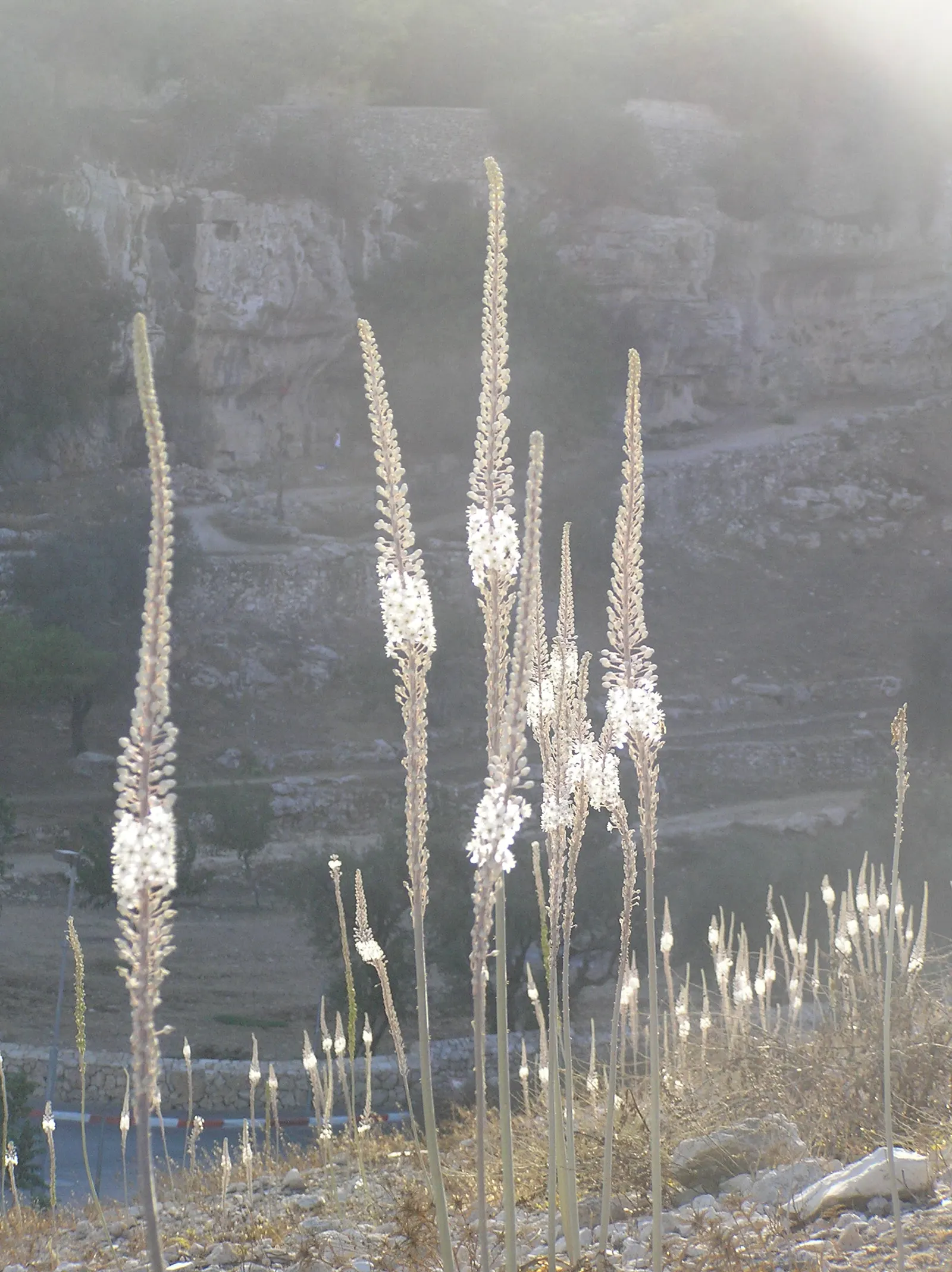 Sea Squill (Drimia maritima) — The Sea Squill's long-lasting blooms and strappy, basal leaves offer striking vertical interest; sea Squill (Drimia, image 76