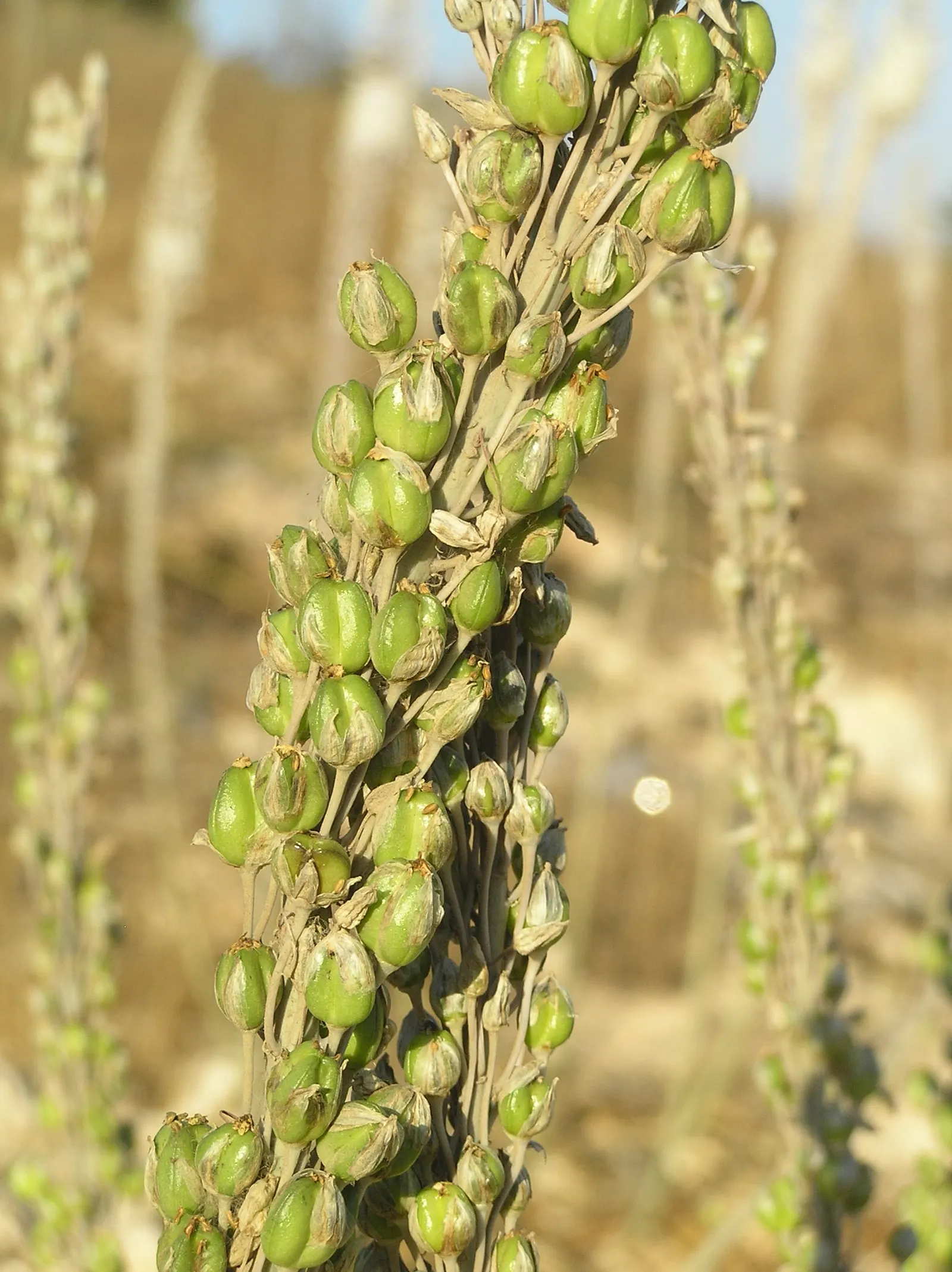 Sea Squill (Drimia maritima) — essential for adding a striking vertical element to any coastal-inspired landscape; white flowers in the garden, image 103
