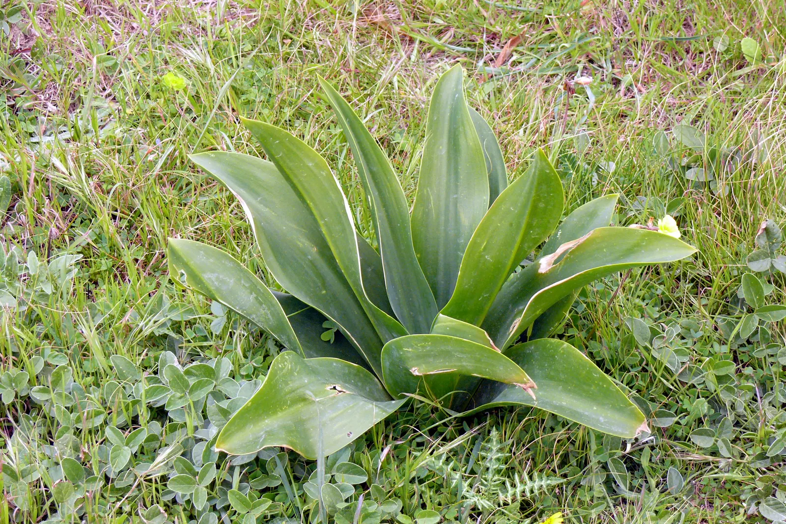 Sea Squill (Drimia maritima) — tolerating a wide range of conditions but thriving in well-drained; forming a lush rosette of dark green, image 57