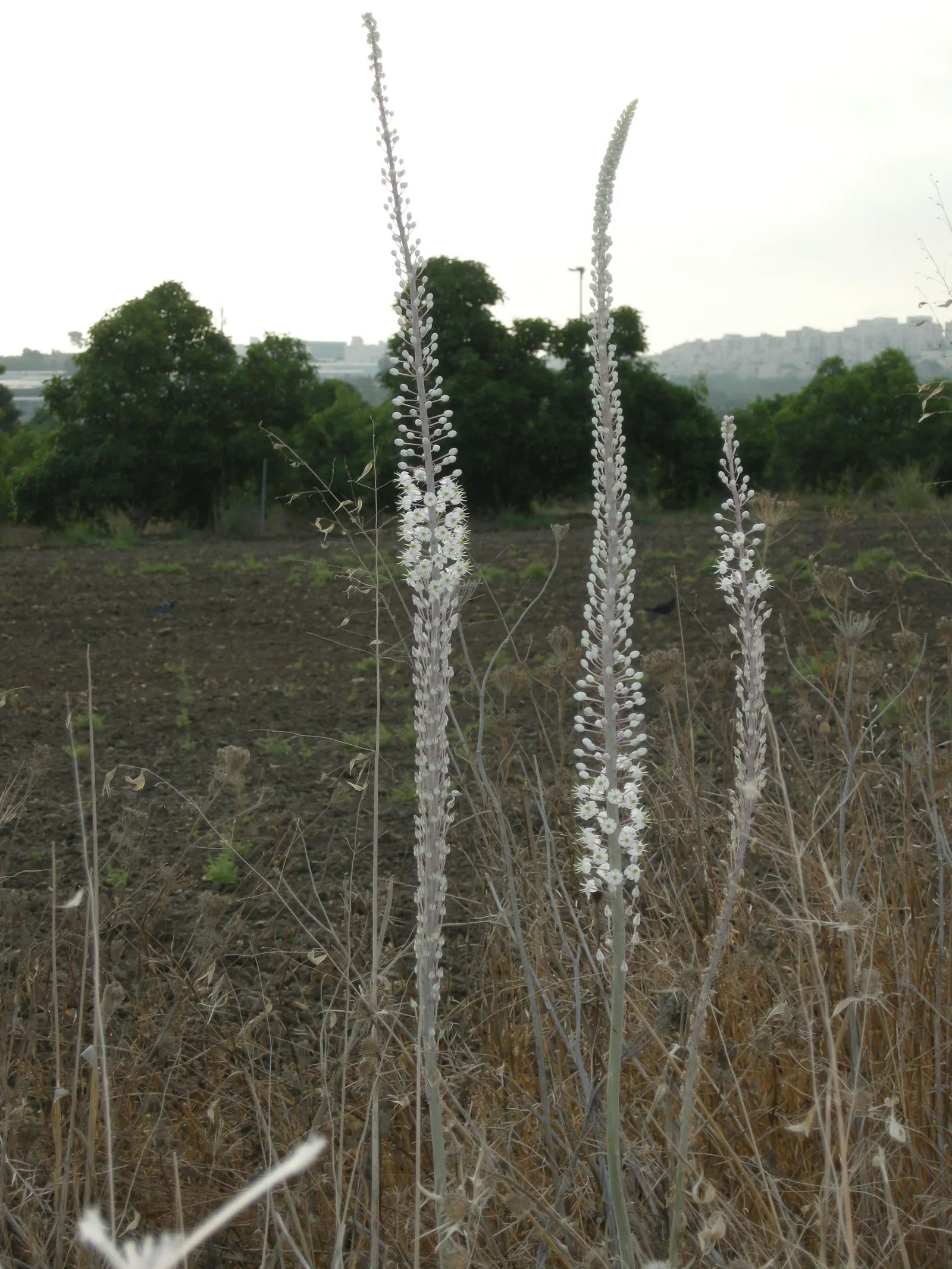 Sea Squill (Drimia maritima) — This spike is a beacon of eye-catching white blossoms; these foliage blades may wilt and recede in the summer heat, image 64