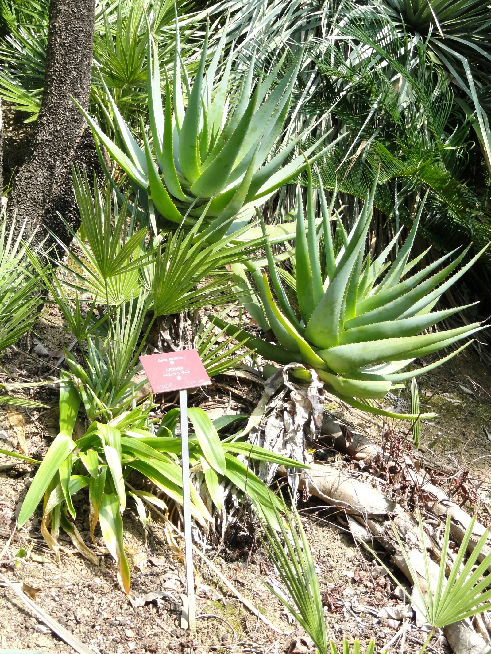 Sea Squill (Drimia maritima) — Sea Squill makes for a low-effort yet high-impact addition to any garden; each individual flower opening, image 68