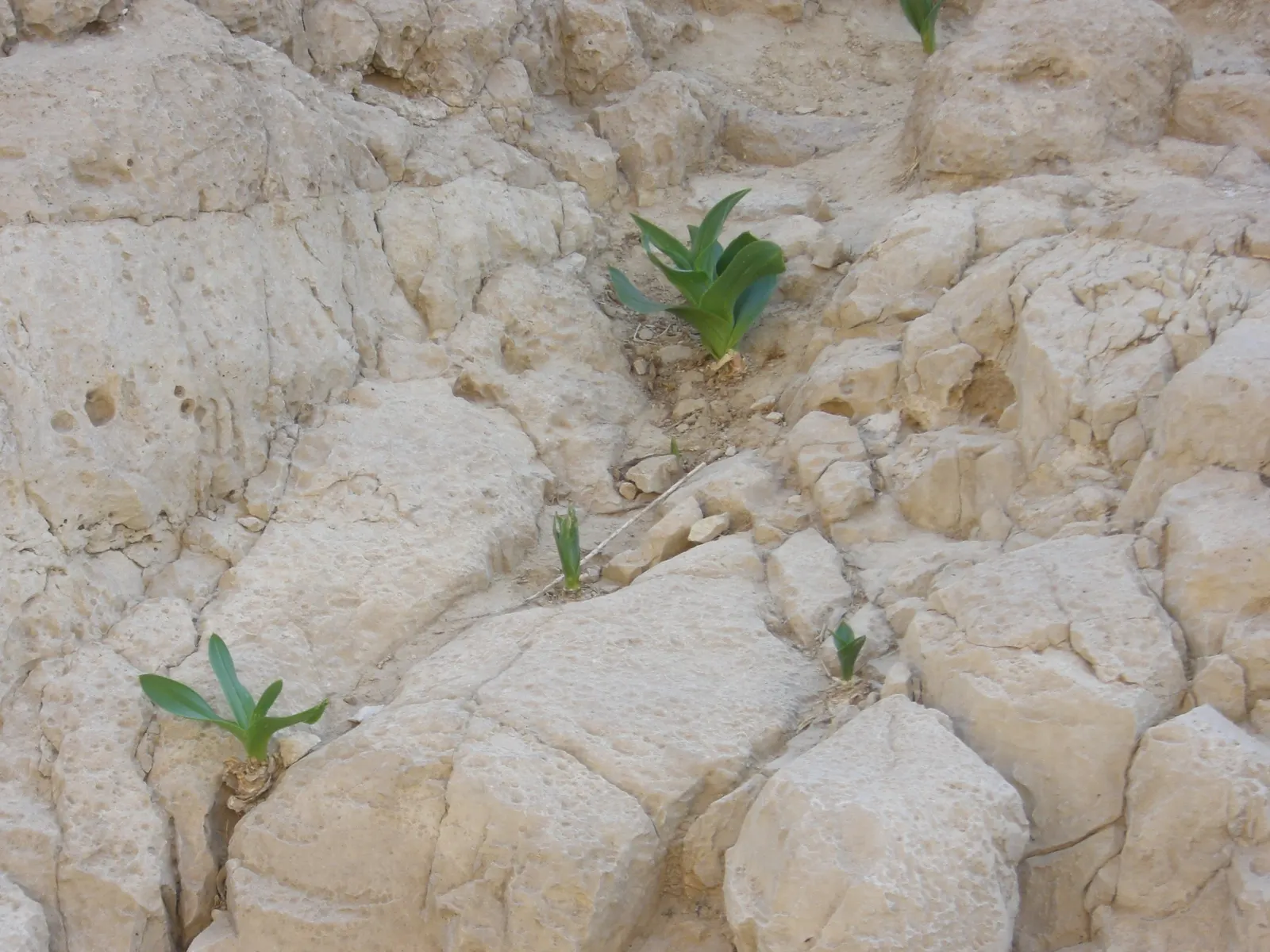 Sea Squill (Drimia maritima) — tolerating a wide range of conditions but thriving in well-drained; forming a lush rosette of dark green