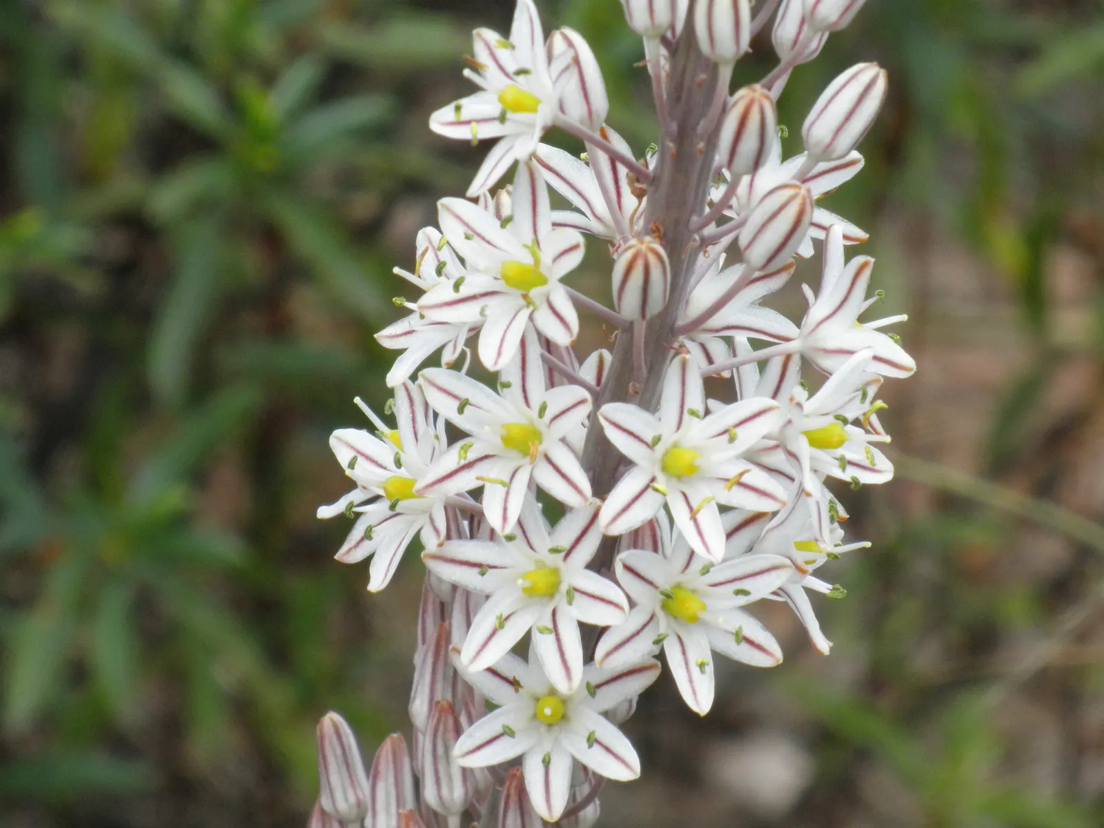 Sea Squill (Drimia maritima) — especially suited for xeriscaping or dry garden beds; bulb / perennial for full or half, image 117