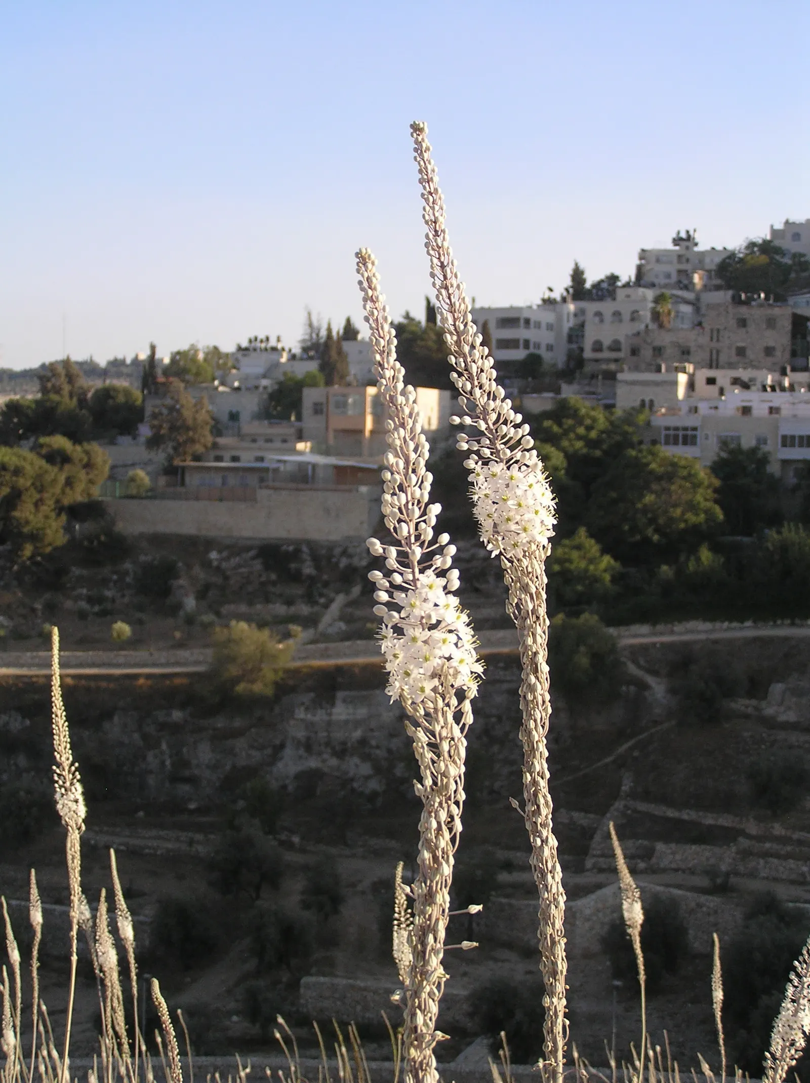 Sea Squill (Drimia maritima) — Allow ample space for the flower spike's drama, considering a minimum spread area of approximately 1 foot; it grows, image 90