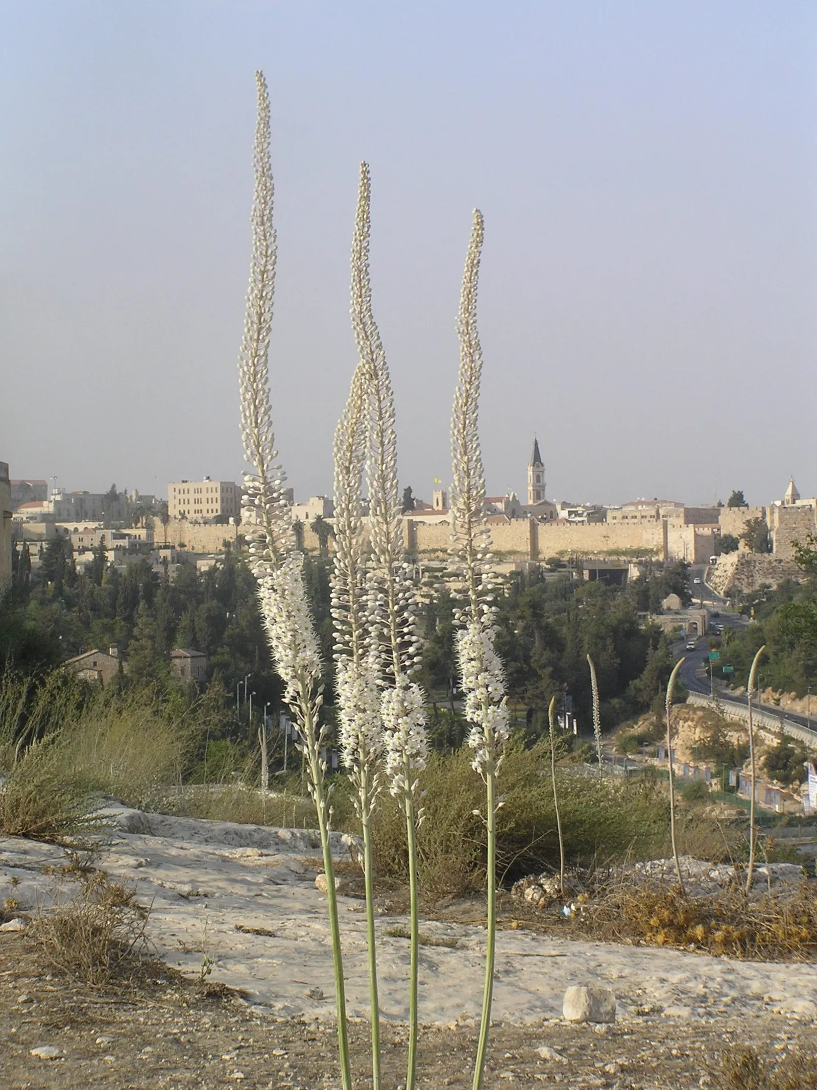 Sea Squill (Drimia maritima) — These foliage blades may wilt and recede in the summer heat; this spike is a beacon of eye-catching white blossoms