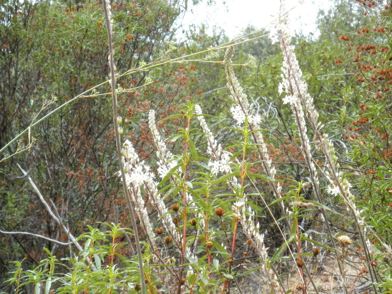 Sea Squill (Drimia maritima) — Its growth can be impressive; requiring little maintenance once established and being generally free of pests and, image 58