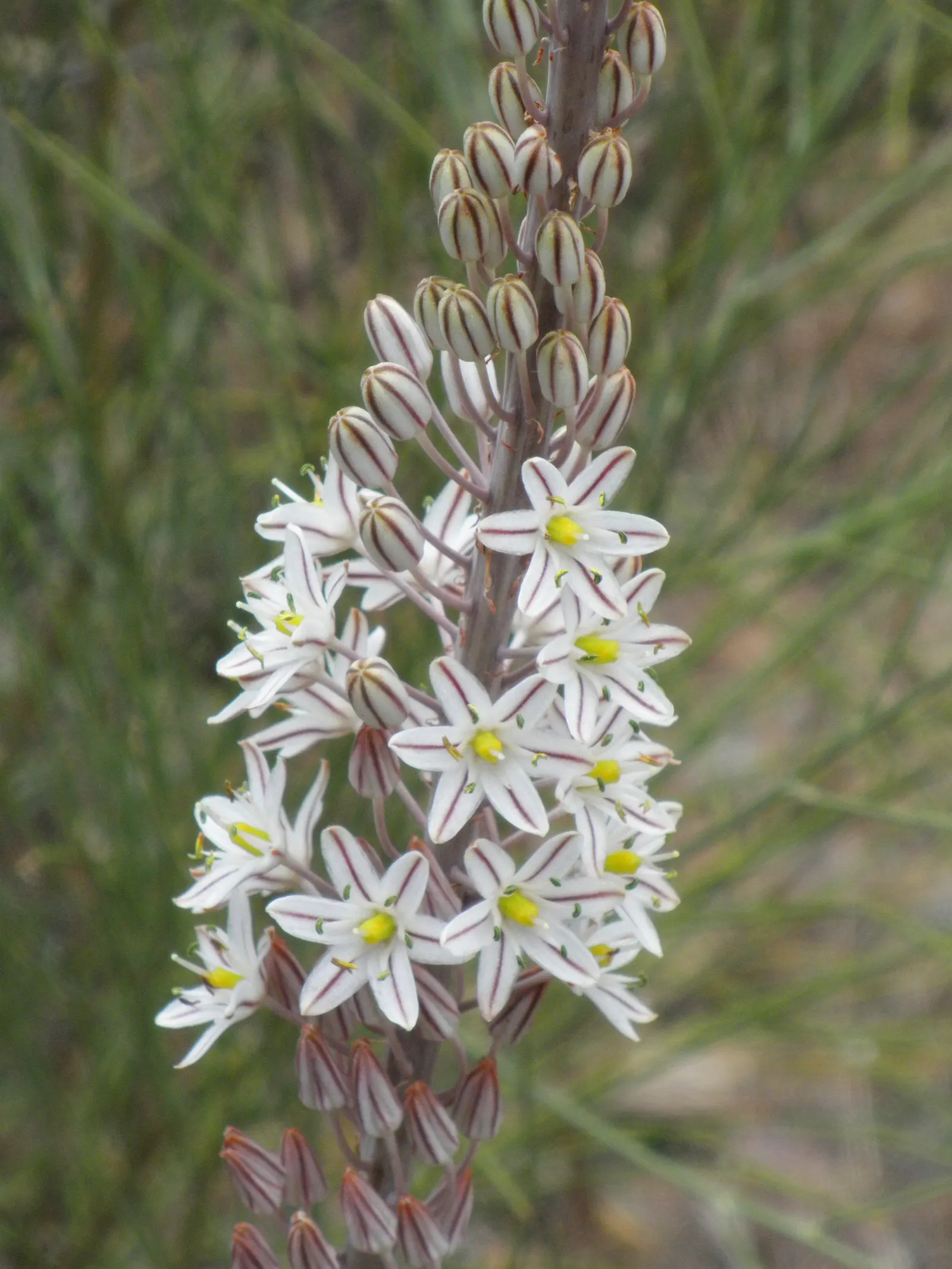 Sea Squill (Drimia maritima) — especially suited for xeriscaping or dry garden beds; bulb / perennial for full or half, image 93