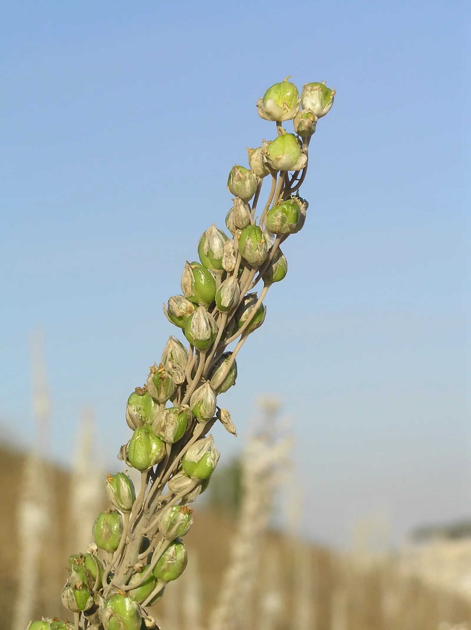 Sea Squill (Drimia maritima) — Requiring little maintenance once established and being generally free of pests and diseases