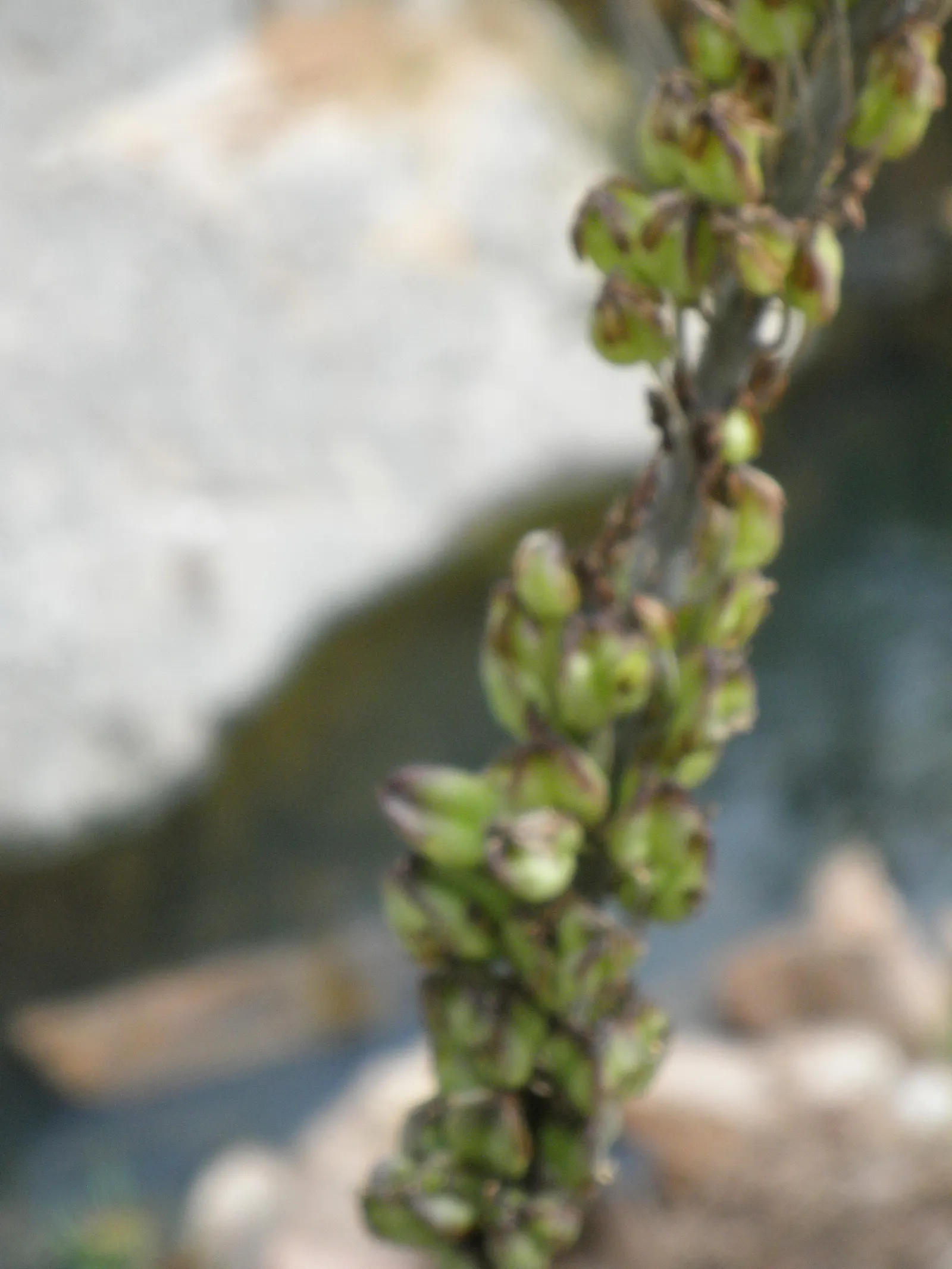 Sea Squill (Drimia maritima) — stands as a remarkable and resilient bulbous perennial; in late summer to early fall, a singular spike ascends, image 102