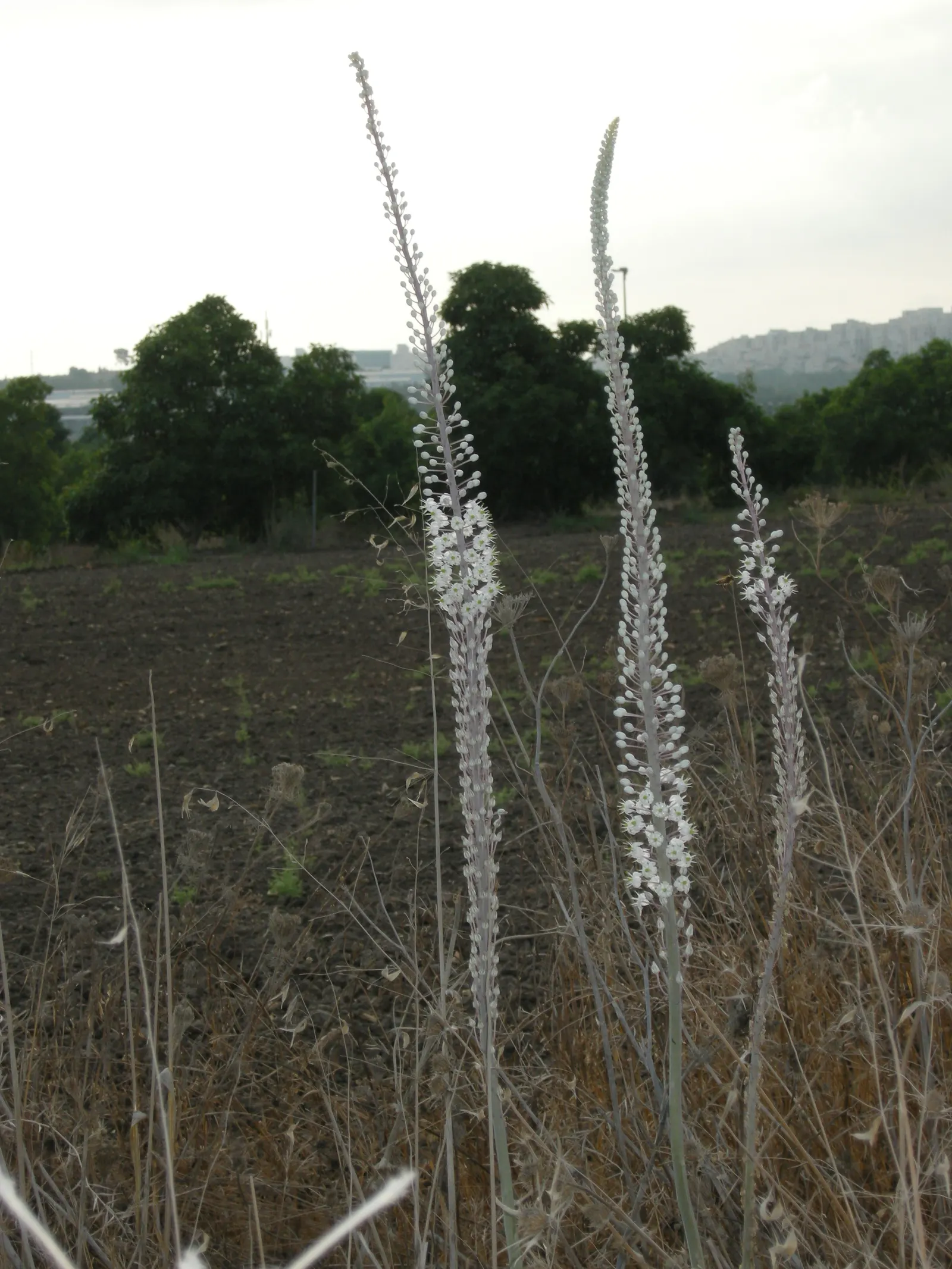 Sea Squill (Drimia maritima) — These foliage blades may wilt and recede in the summer heat; this spike is a beacon of eye-catching white blossoms, image 85
