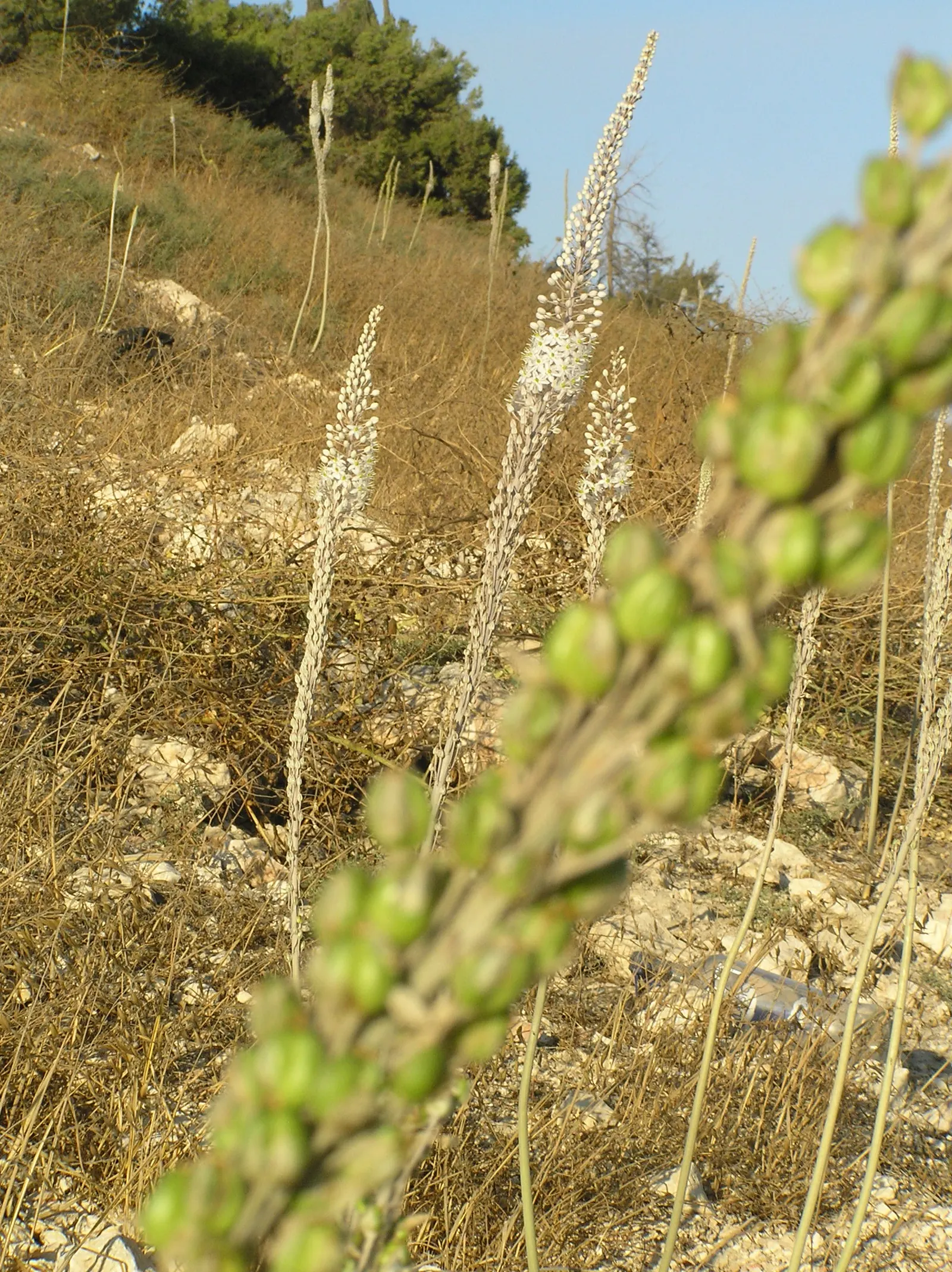 Sea Squill (Drimia maritima) — It grows 3-5 feet tall and displays dramatic spikes of white, star-shaped flowers late summer to fall