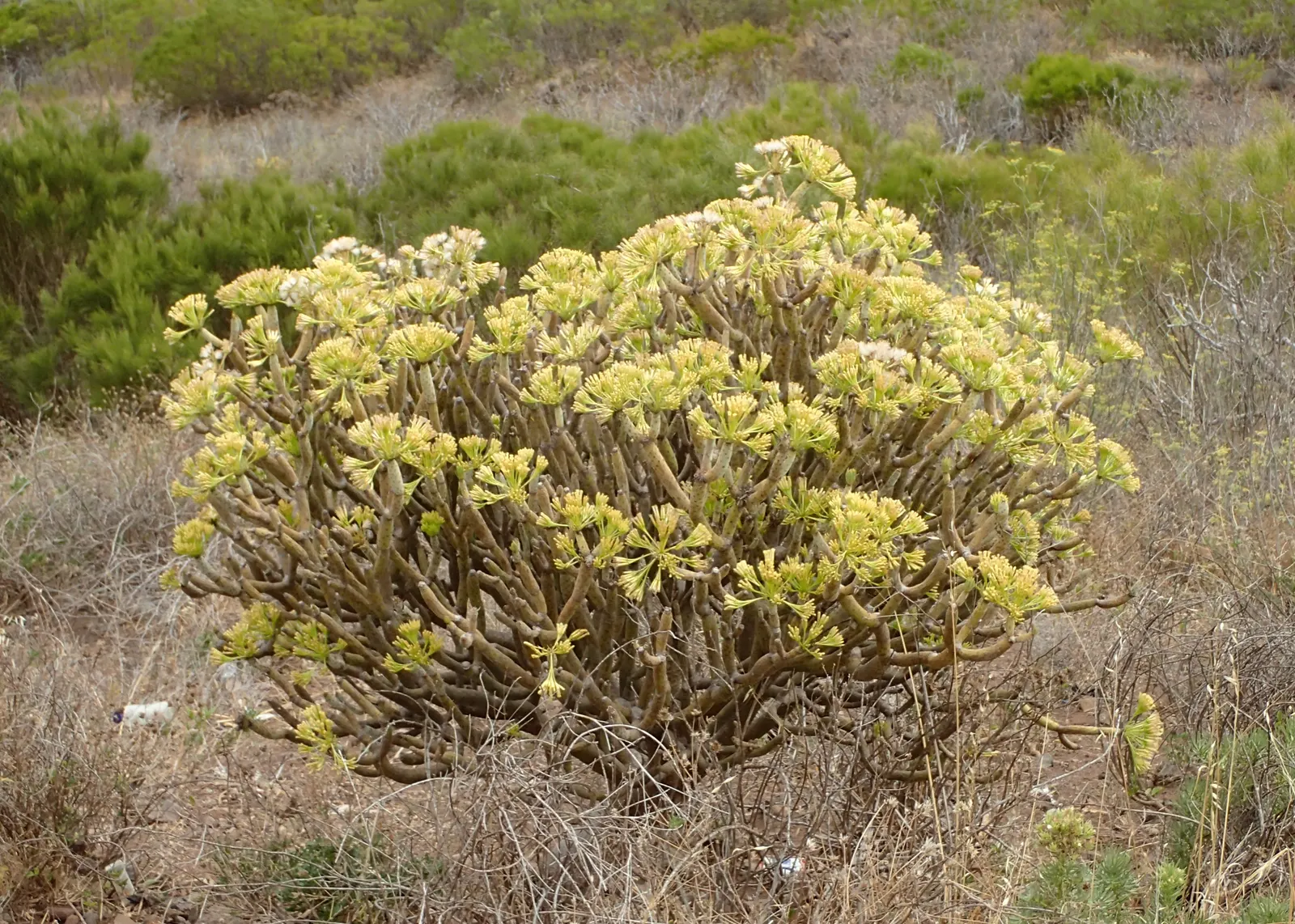 Blue Chalk Sticks (Senecio Mandraliscae) — It thrives in full sun to partial shade, reaching up to 18 inches tall and spreading 2-3 feet wide; but, image 94