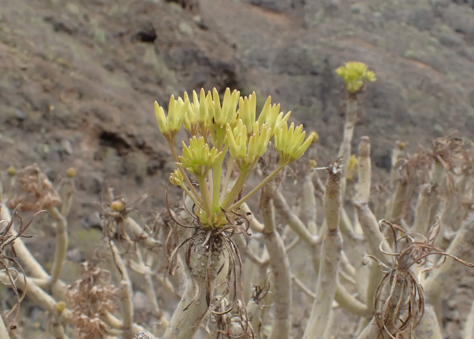 Blue Chalk Sticks (Senecio Mandraliscae) — also widely recognized as Senecio mandraliscae; ground-hugging mat that spreads approximately 18 to 24, image 51