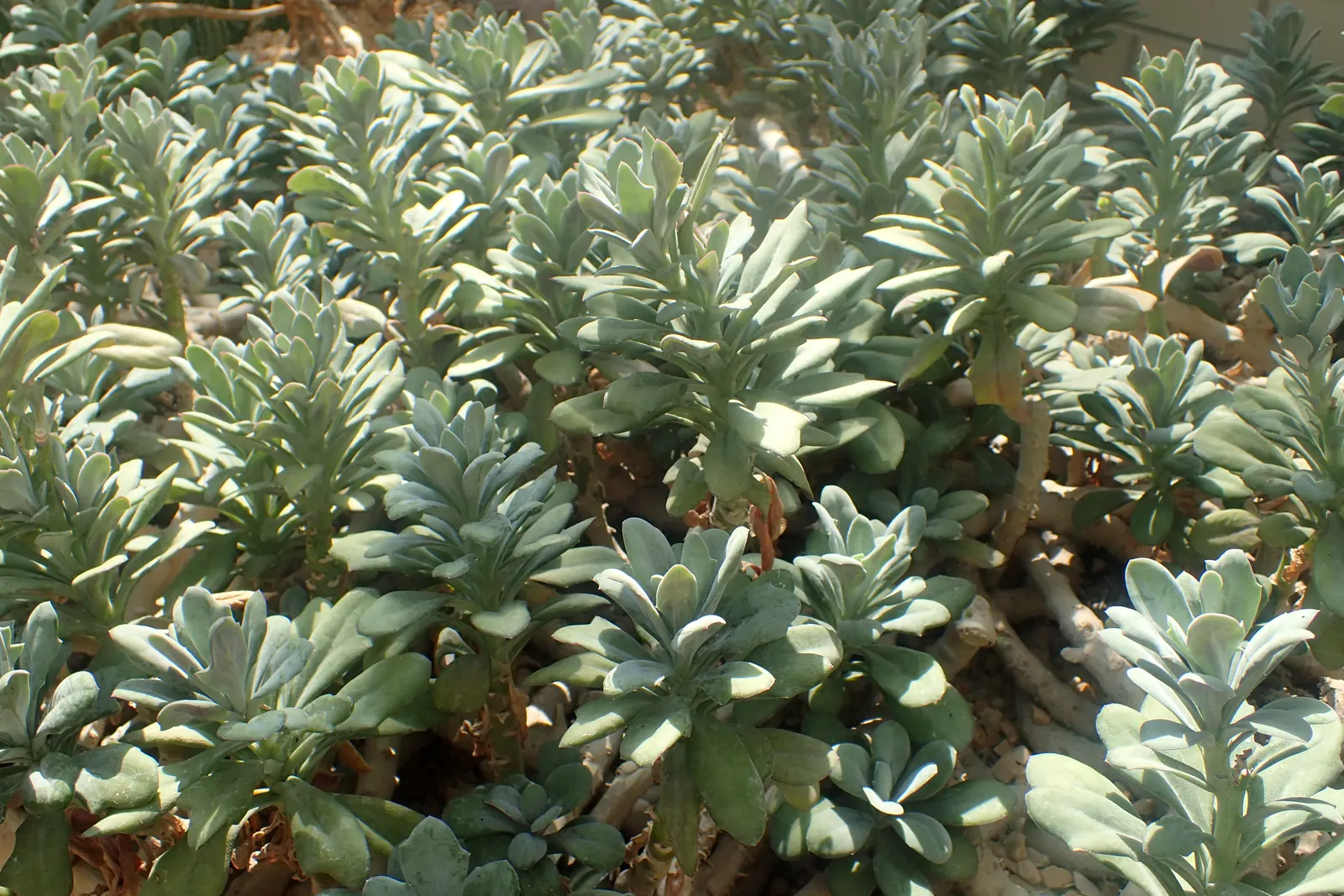 Blue Chalk Sticks (Senecio Mandraliscae) — a sunny spot is ideal.<br><br>When it comes to soil; which flaunts a brilliant silver-blue hue, image 84