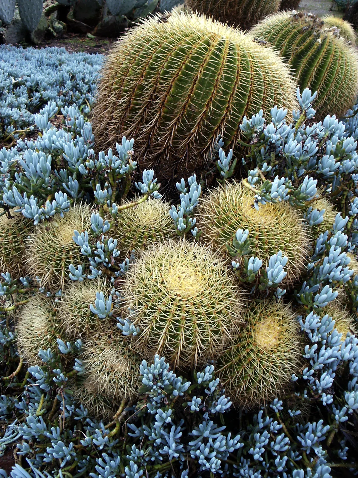 Blue Chalk Sticks (Senecio Mandraliscae) — Hardy in USDA zones 9b-11, Kleinia requires well-draining soil; it thrives in full sun to partial shade, image 119