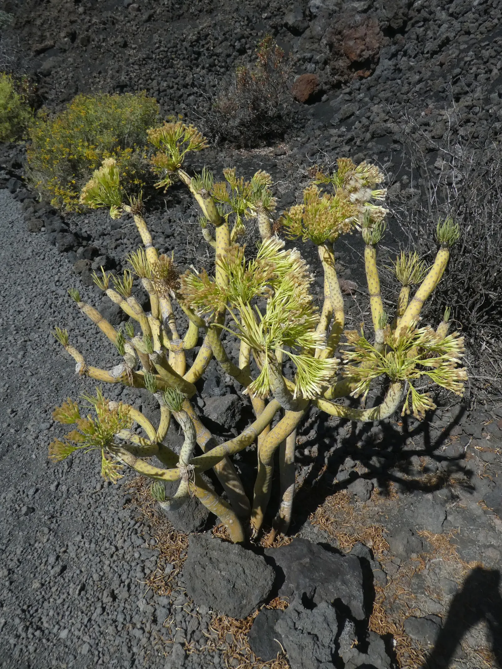 Blue Chalk Sticks (Senecio Mandraliscae) — a common issue for succulents if overwatered; is a drought-tolerant succulent boasting striking blue-green foliage