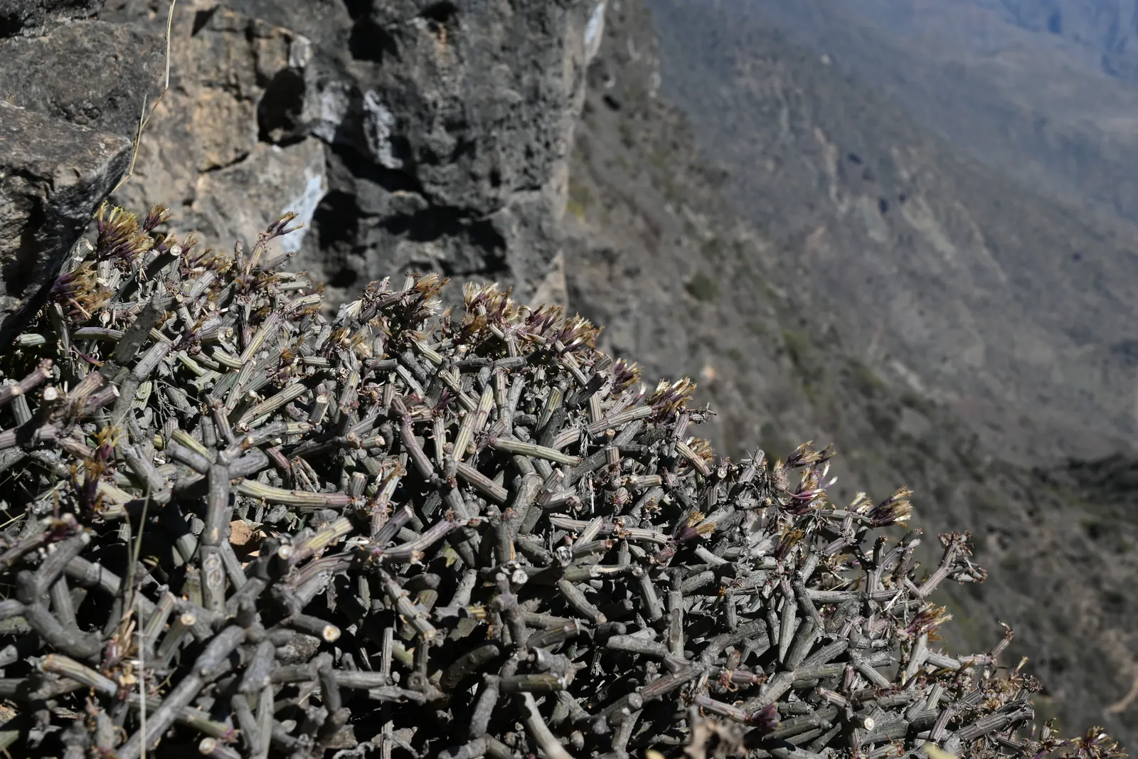Blue Chalk Sticks (Senecio Mandraliscae) — which flaunts a brilliant silver-blue hue; white flowers in the garden, image 102