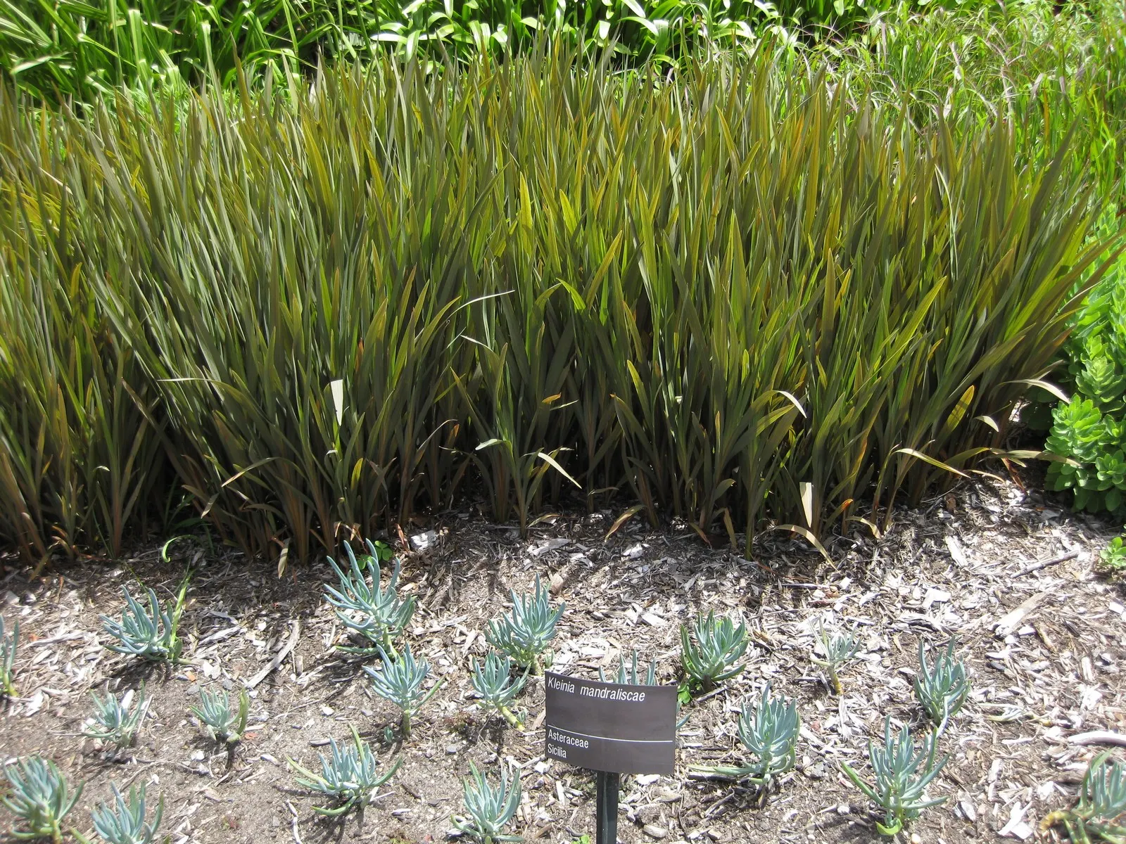 Blue Chalk Sticks (Senecio Mandraliscae) — is a drought-tolerant succulent boasting striking blue-green foliage with a unique; hardy in USDA zones, image 47