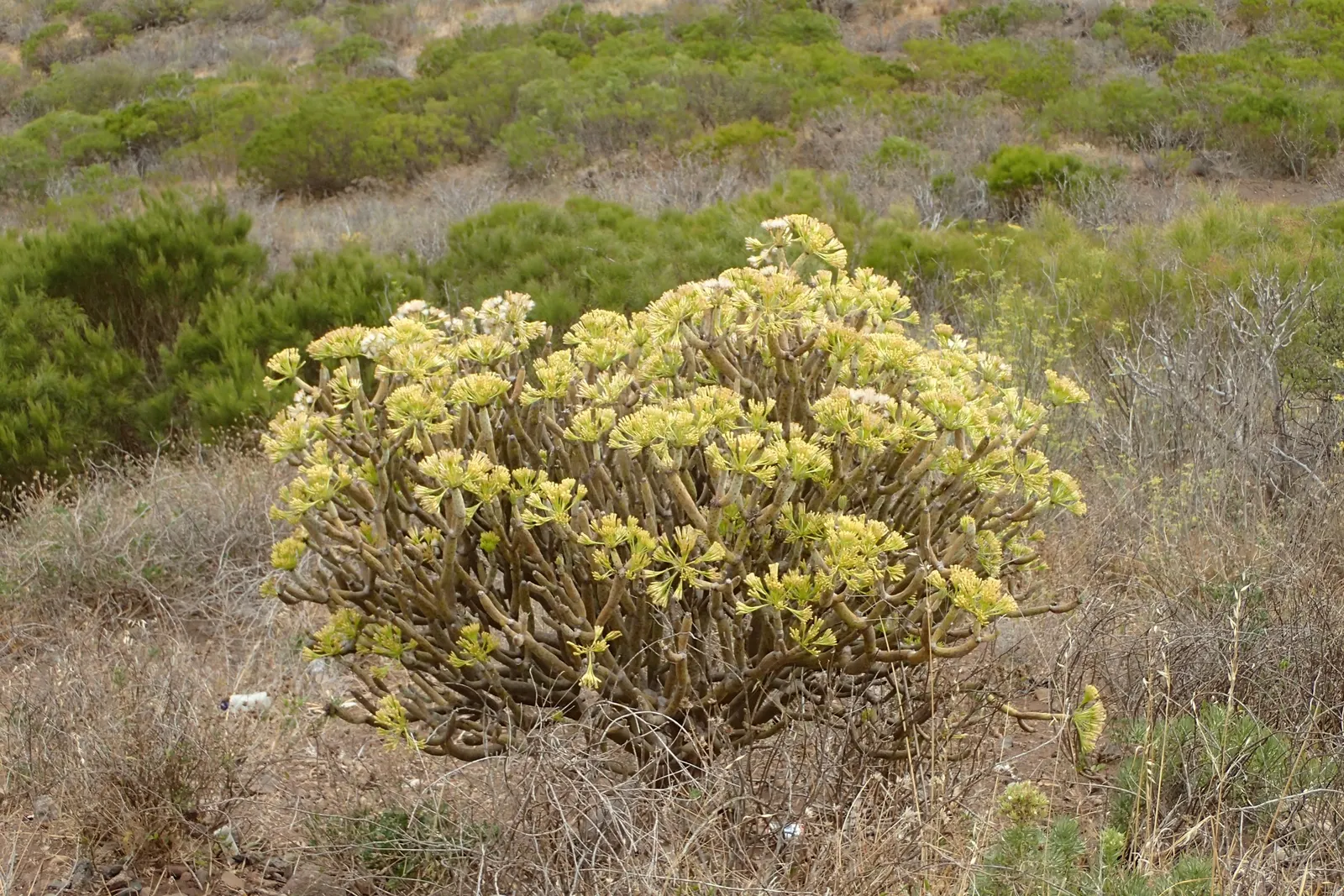 Blue Chalk Sticks (Senecio Mandraliscae) — Hardy in USDA zones 9b-11, Kleinia requires well-draining soil; it thrives in full sun to partial shade, image 50