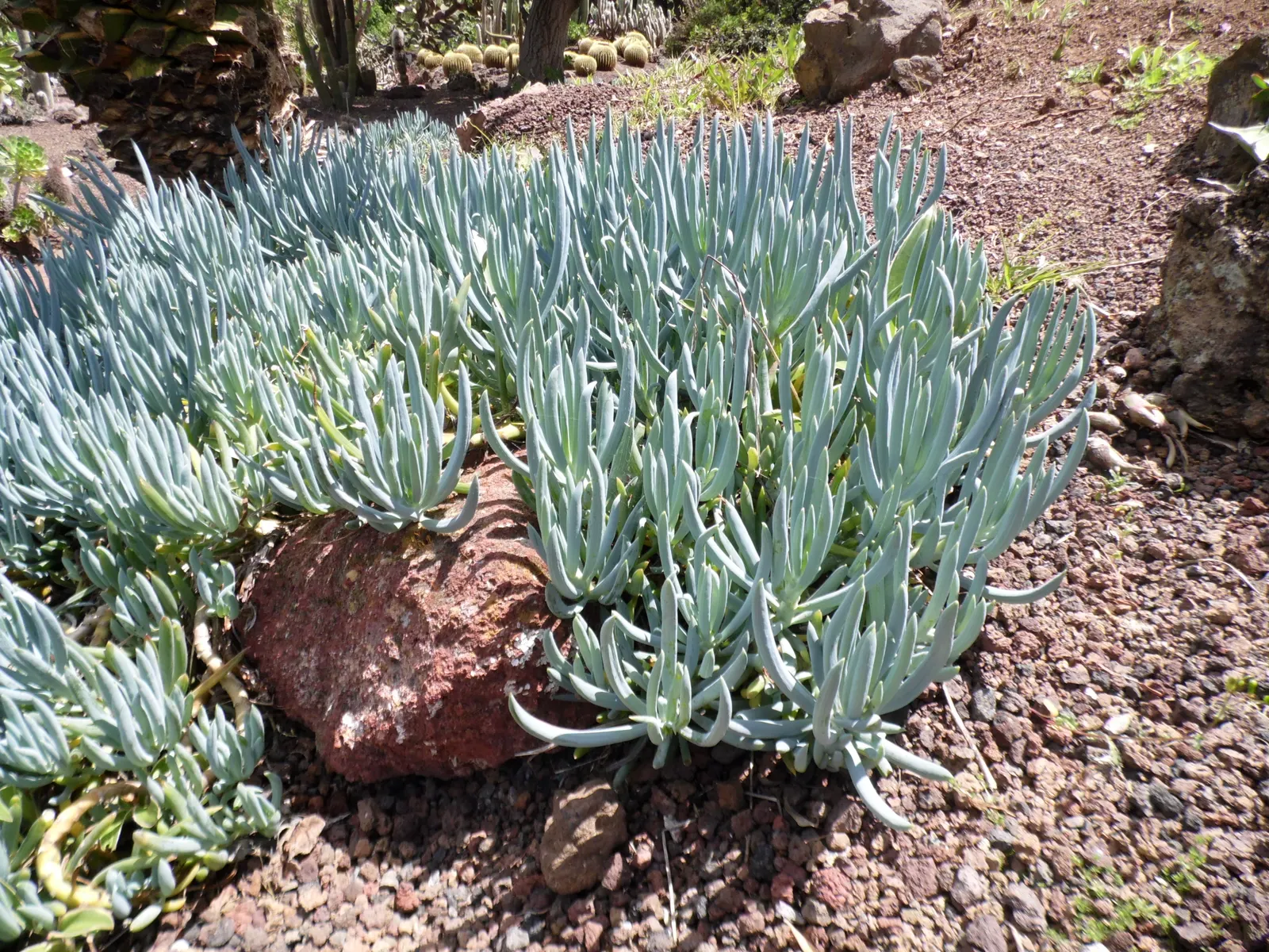 Blue Chalk Sticks (Senecio Mandraliscae) — It thrives in full sun to partial shade, reaching up to 18 inches tall and spreading 2-3 feet wide; but this