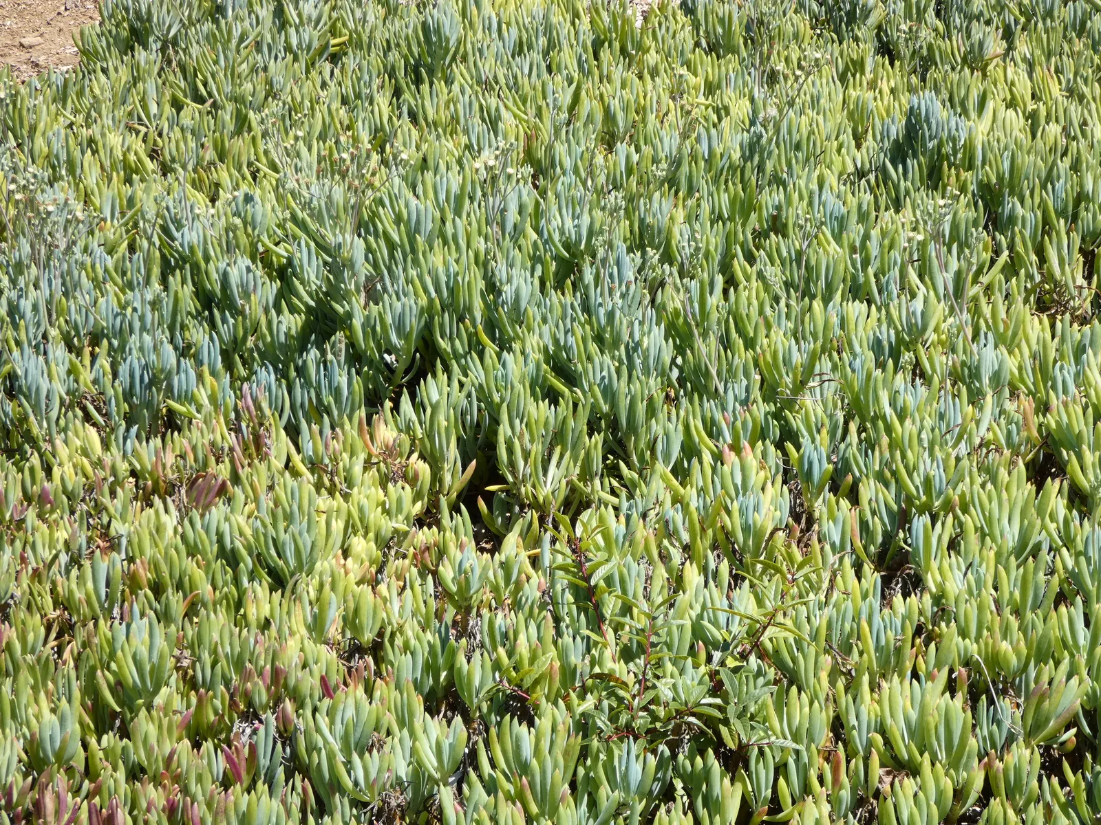 Blue Chalk Sticks (Senecio Mandraliscae) — but this drought-tolerant plant also requires minimal upkeep