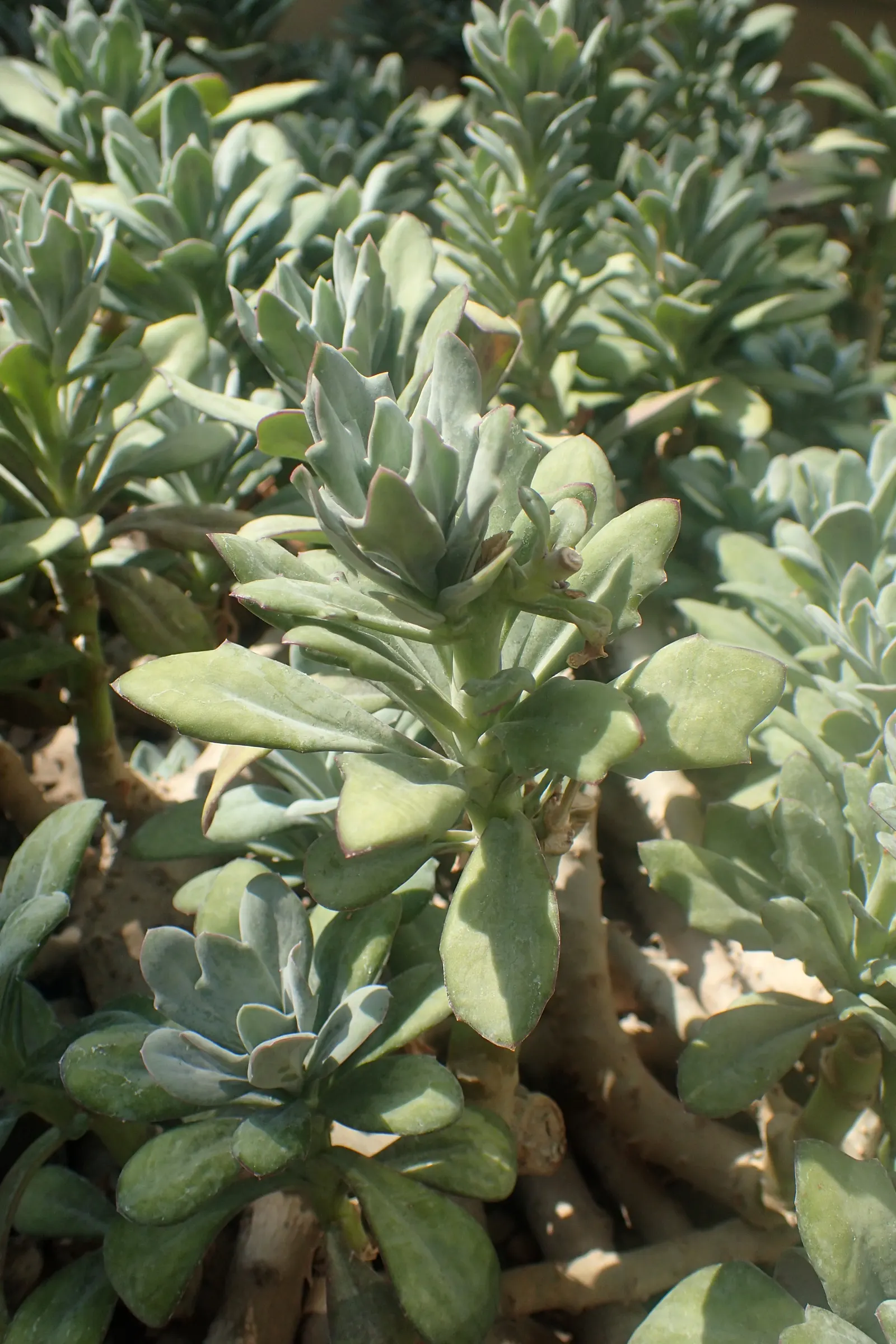 Blue Chalk Sticks (Senecio Mandraliscae) — to maintain its vibrant color; ideal for xeriscapes, this low-maintenance plant offers a vivid ground, image 83