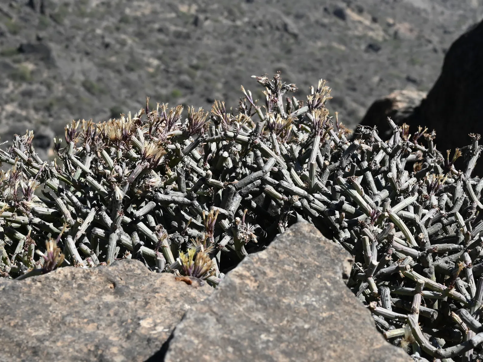 Blue Chalk Sticks (Senecio Mandraliscae) — the Kleinia demands well-draining soil to prevent root rot; a common issue for succulents if overwatered, image 85