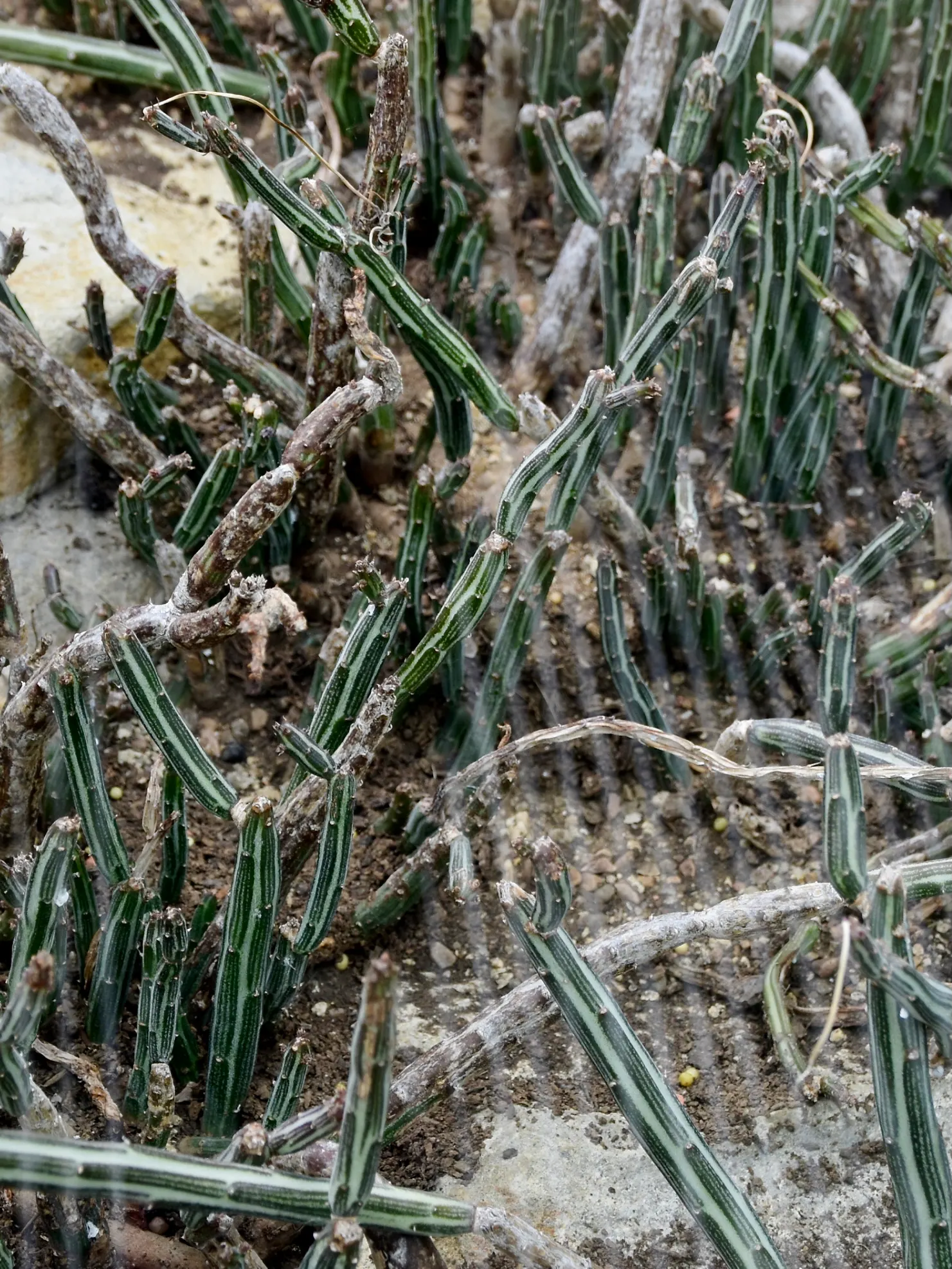 Blue Chalk Sticks (Senecio Mandraliscae) — which flaunts a brilliant silver-blue hue; white flowers in the garden