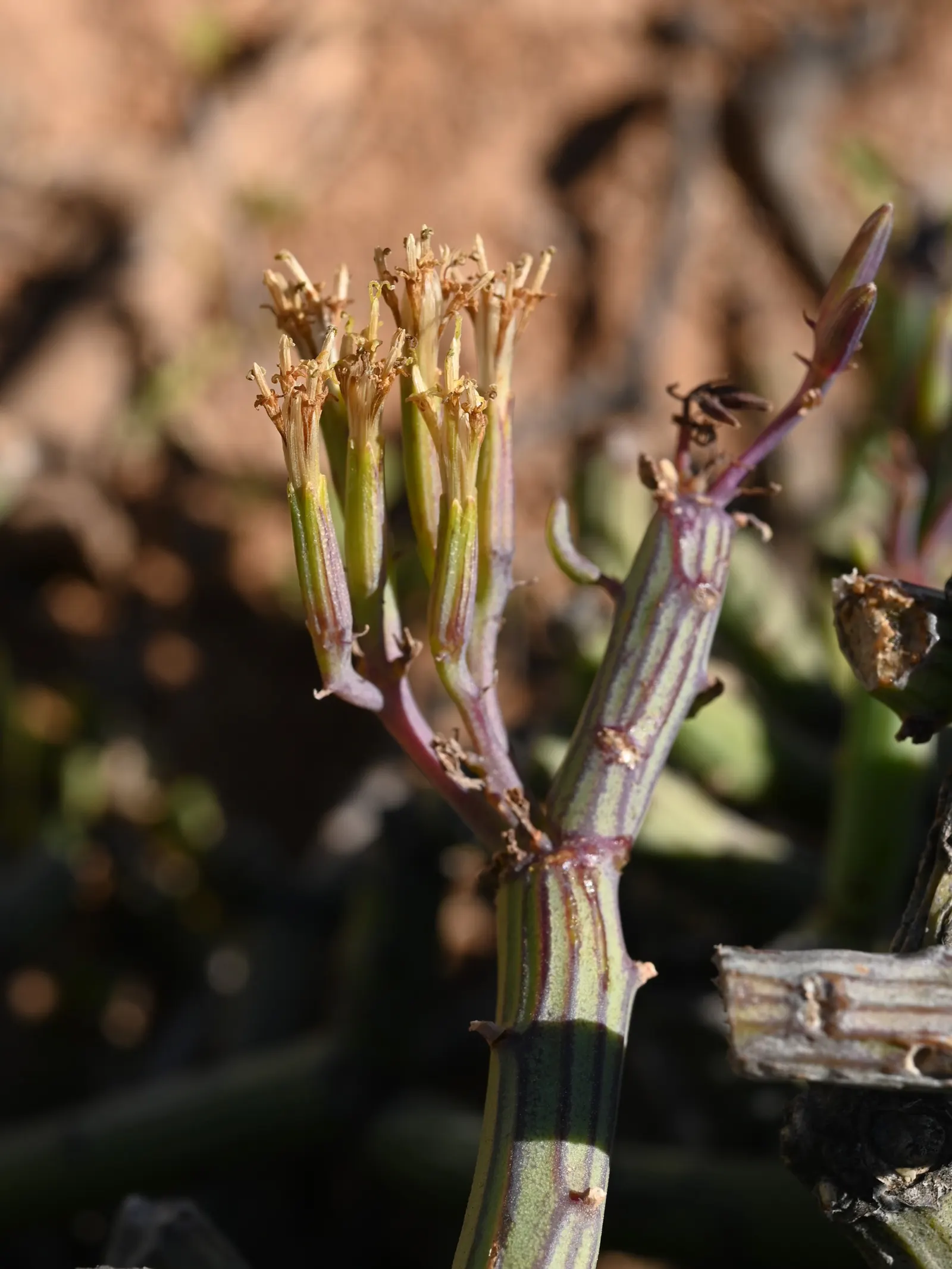 Blue Chalk Sticks (Senecio Mandraliscae) — a common issue for succulents if overwatered; is a drought-tolerant succulent boasting striking, image 63