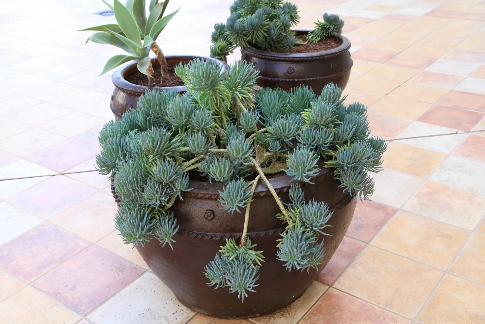 Blue Chalk Sticks (Senecio Mandraliscae) — making it an excellent choice for water-efficient gardens, image 81