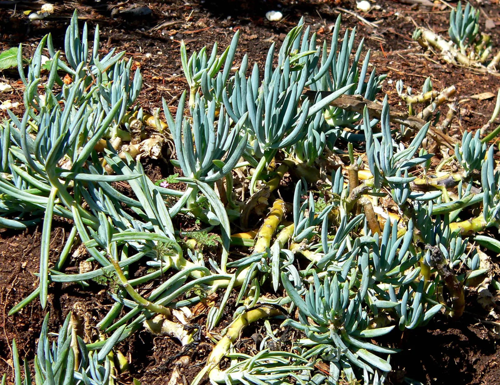Blue Chalk Sticks (Senecio Mandraliscae) — Hardy in USDA zones 9b-11, Kleinia requires well-draining soil; it thrives in full sun to partial shade, image 96