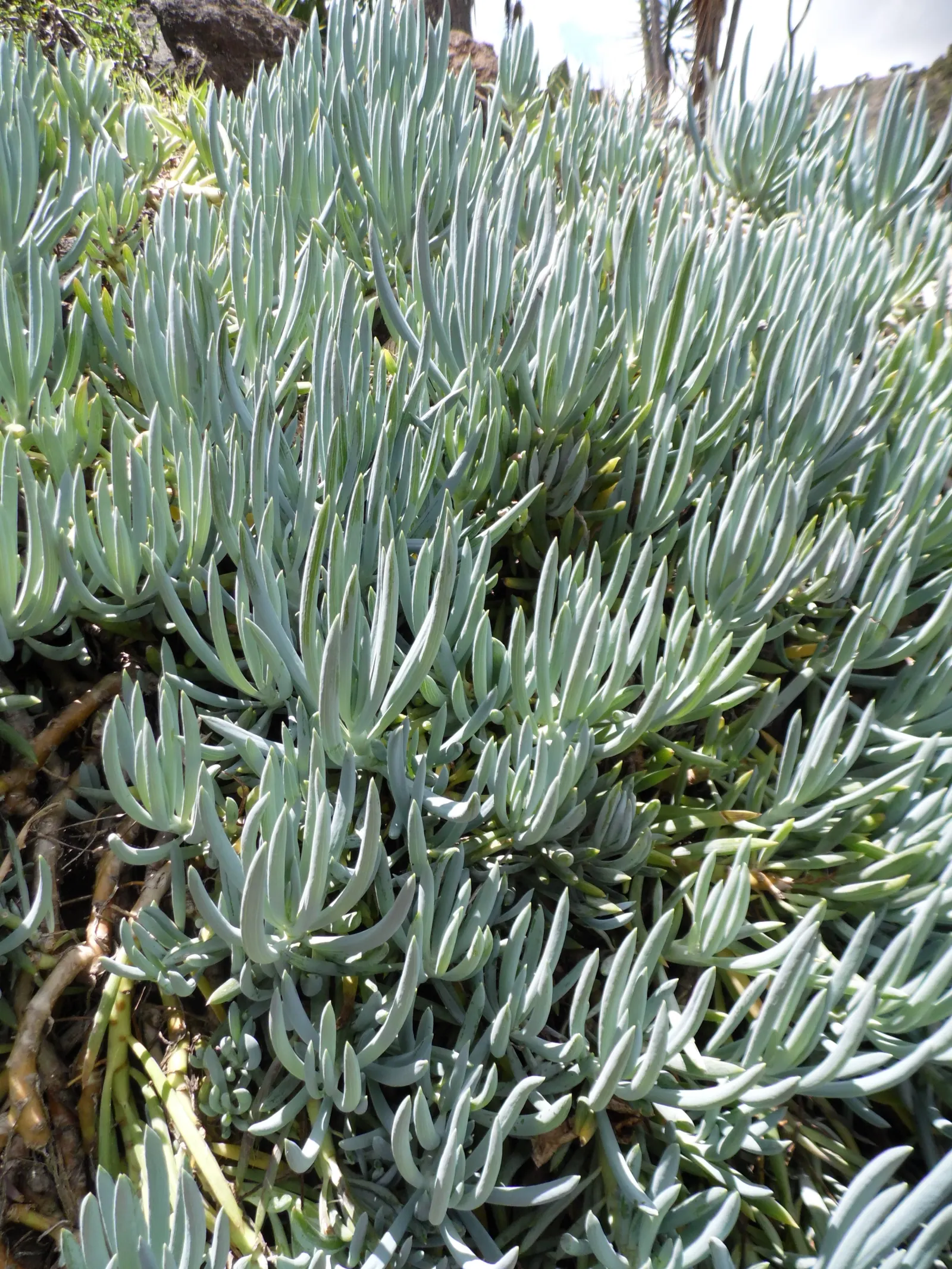 Blue Chalk Sticks (Senecio Mandraliscae) — but this drought-tolerant plant also requires minimal upkeep; also widely recognized as Senecio mandraliscae