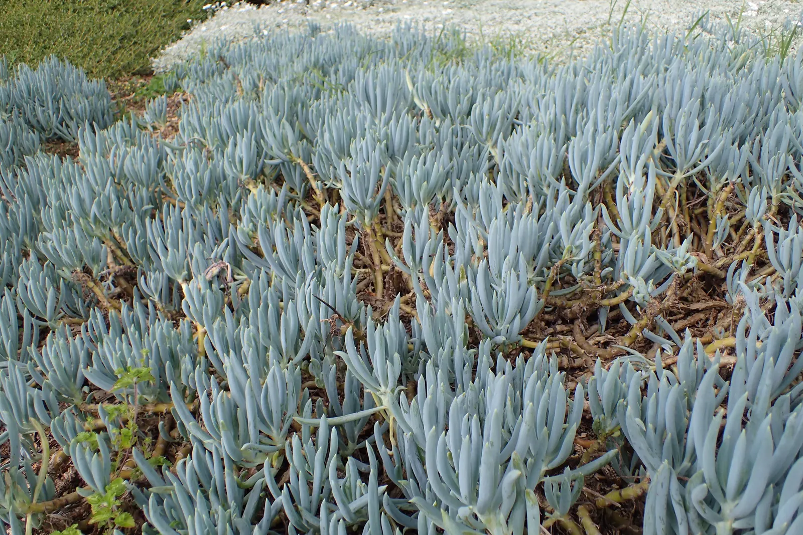 Blue Chalk Sticks (Senecio Mandraliscae) — It thrives in USDA hardiness zones 9 to 11, preferring locations that offer full sun to partial shade, image 59