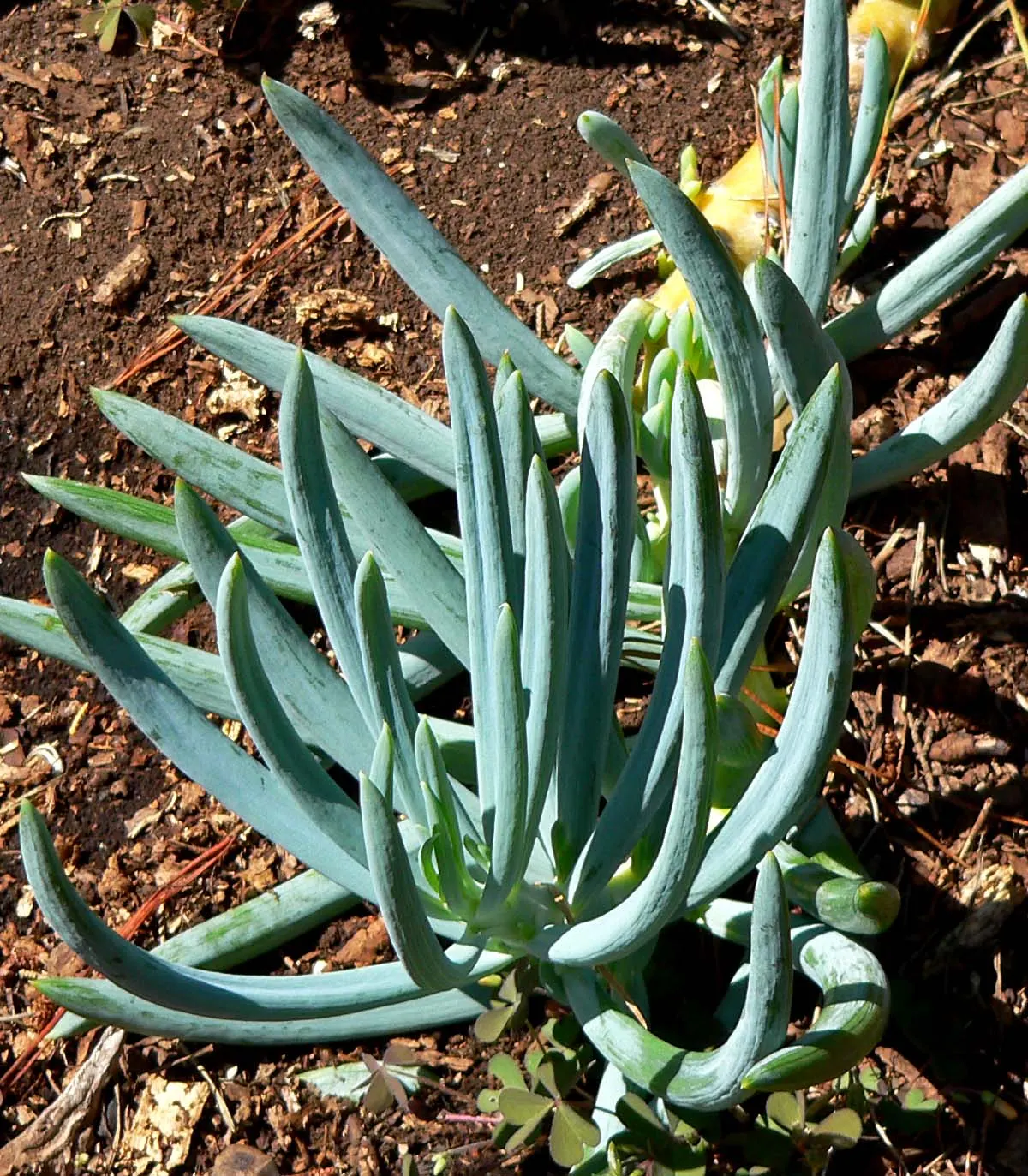 Blue Chalk Sticks (Senecio Mandraliscae) — It thrives in USDA hardiness zones 9 to 11, preferring locations that offer full sun to partial shade, image 105