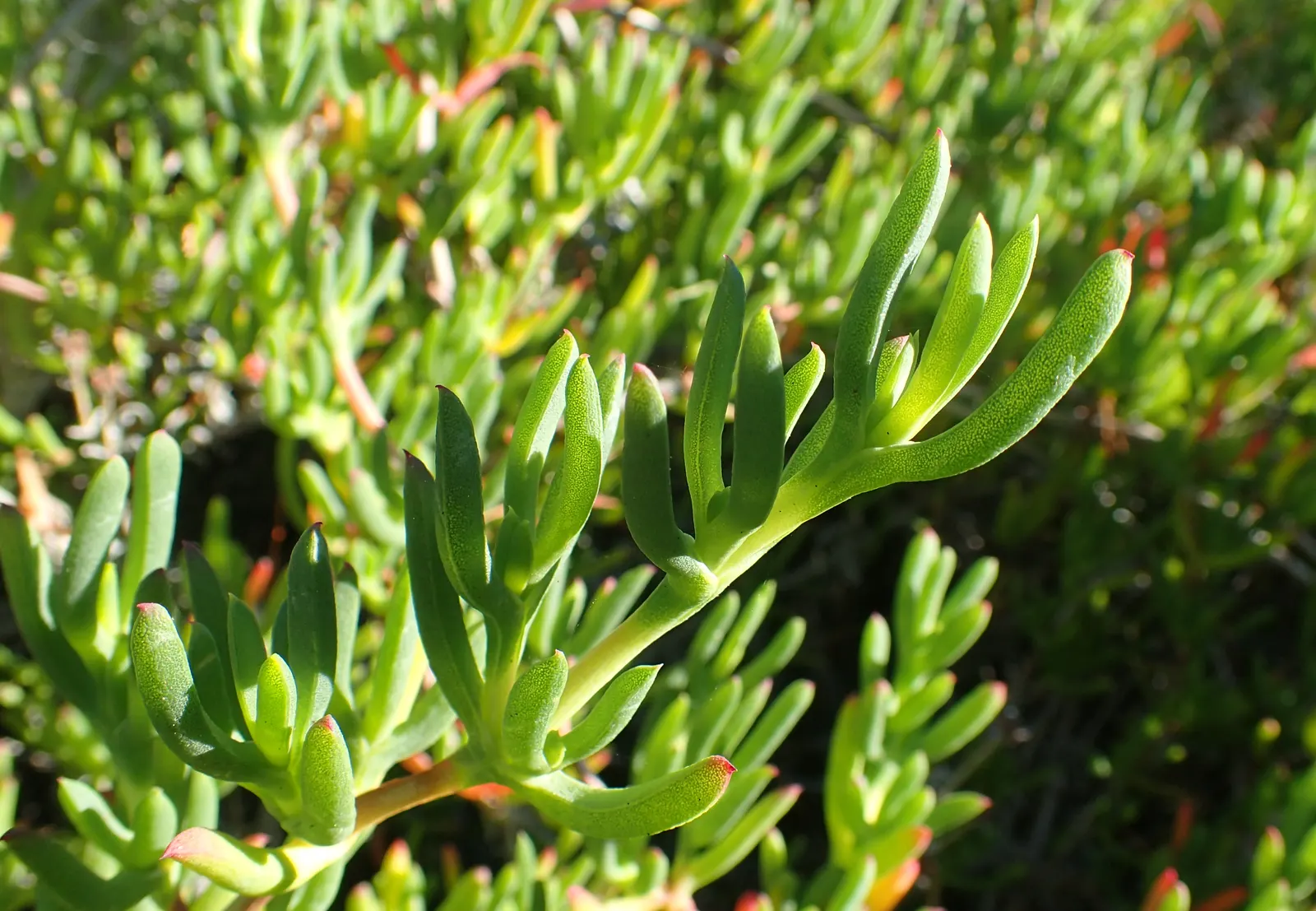Blue Chalk Sticks (Senecio Mandraliscae) — a common issue for succulents if overwatered; is a drought-tolerant succulent boasting striking, image 86
