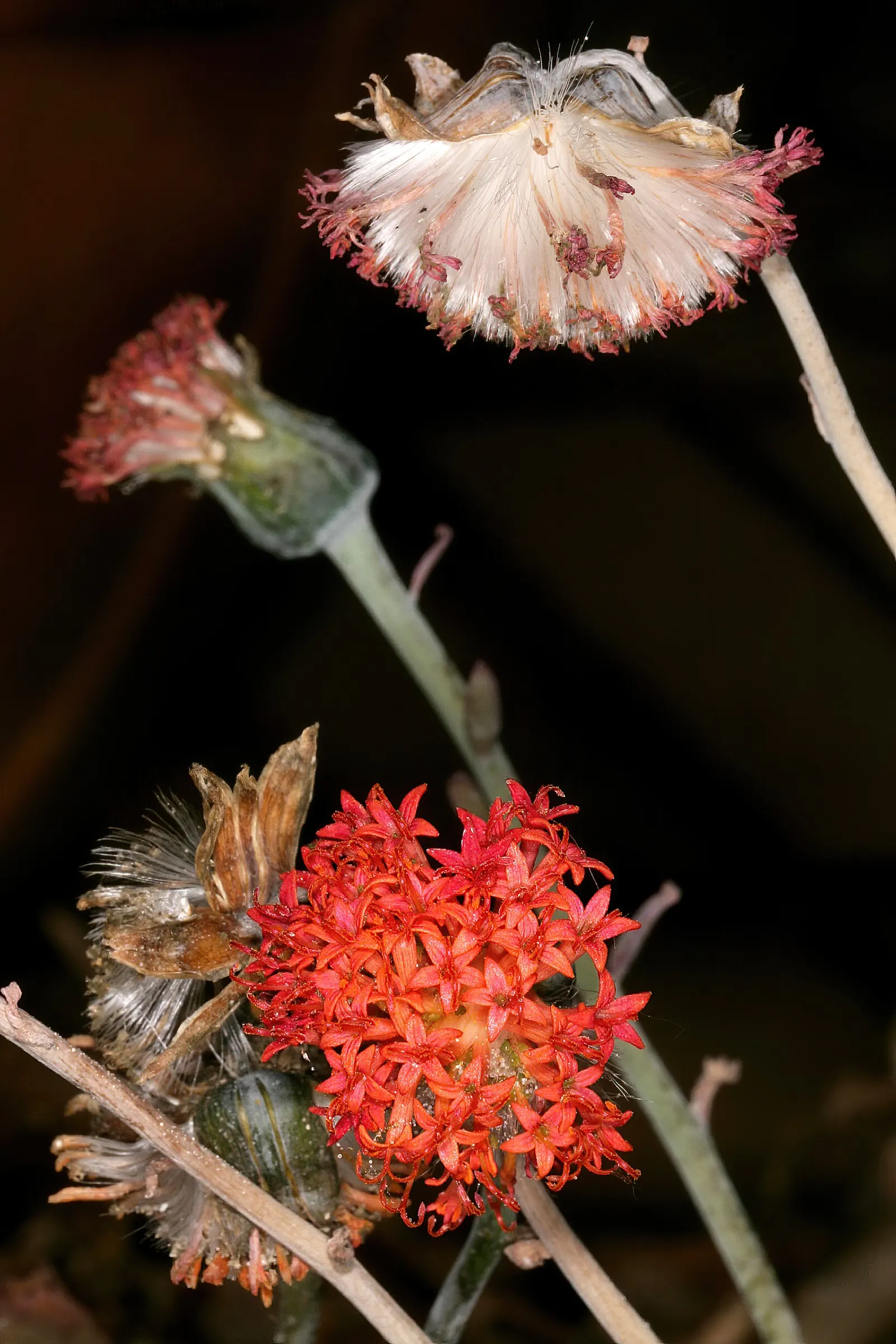 Blue Chalk Sticks (Senecio Mandraliscae) — but this drought-tolerant plant also requires minimal upkeep; also widely recognized as Senecio, image 57