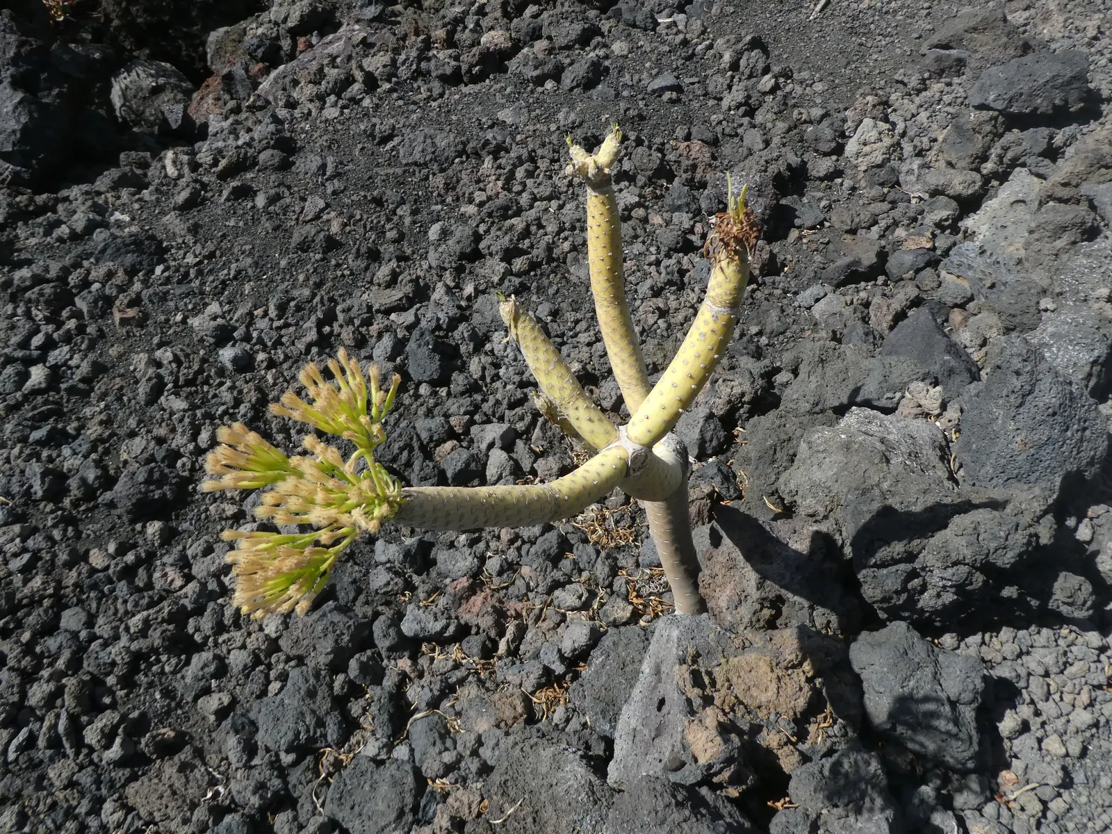 Blue Chalk Sticks (Senecio Mandraliscae) — ground cover / succulent for full or half or shade; keep these considerations in mind when planning and, image 69