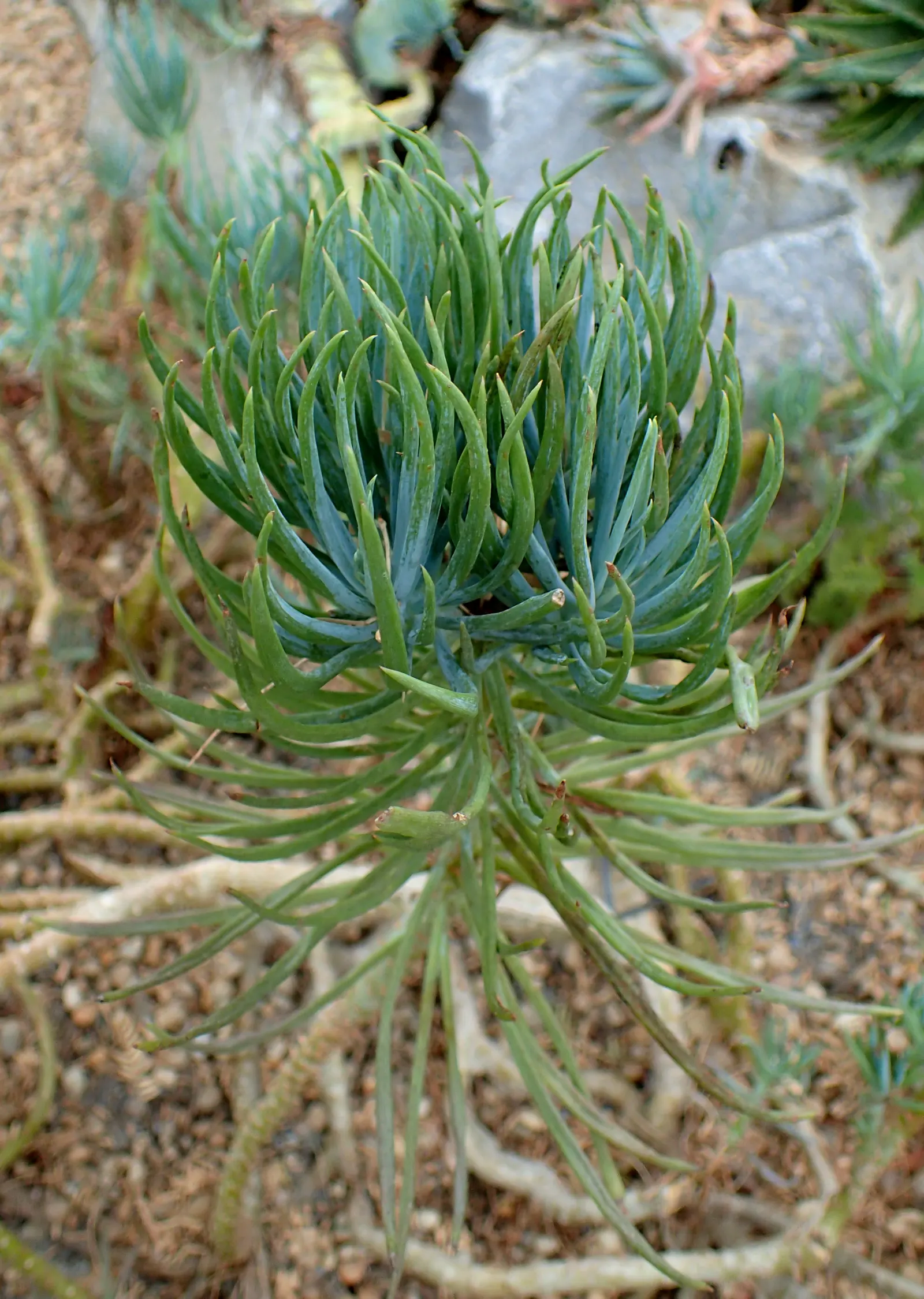 Blue Chalk Sticks (Senecio Mandraliscae) — to maintain its vibrant color