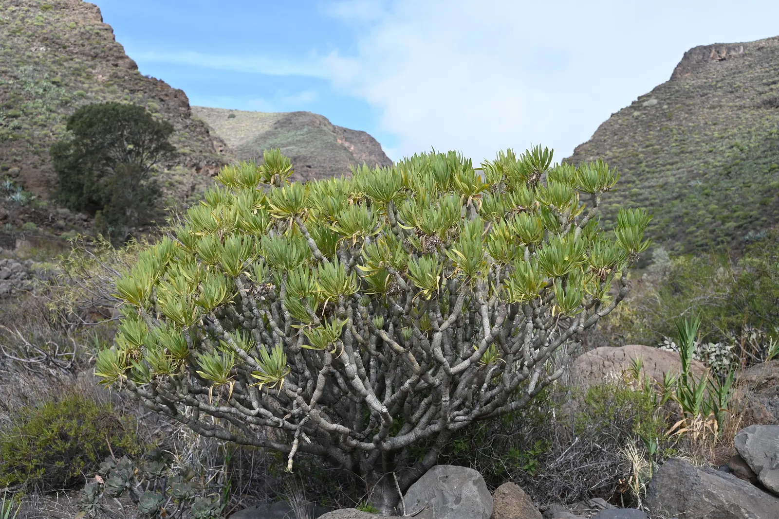 Blue Chalk Sticks (Senecio Mandraliscae) — Keep these considerations in mind when planning and enjoy the serene beauty this succulent has to offer, image 89
