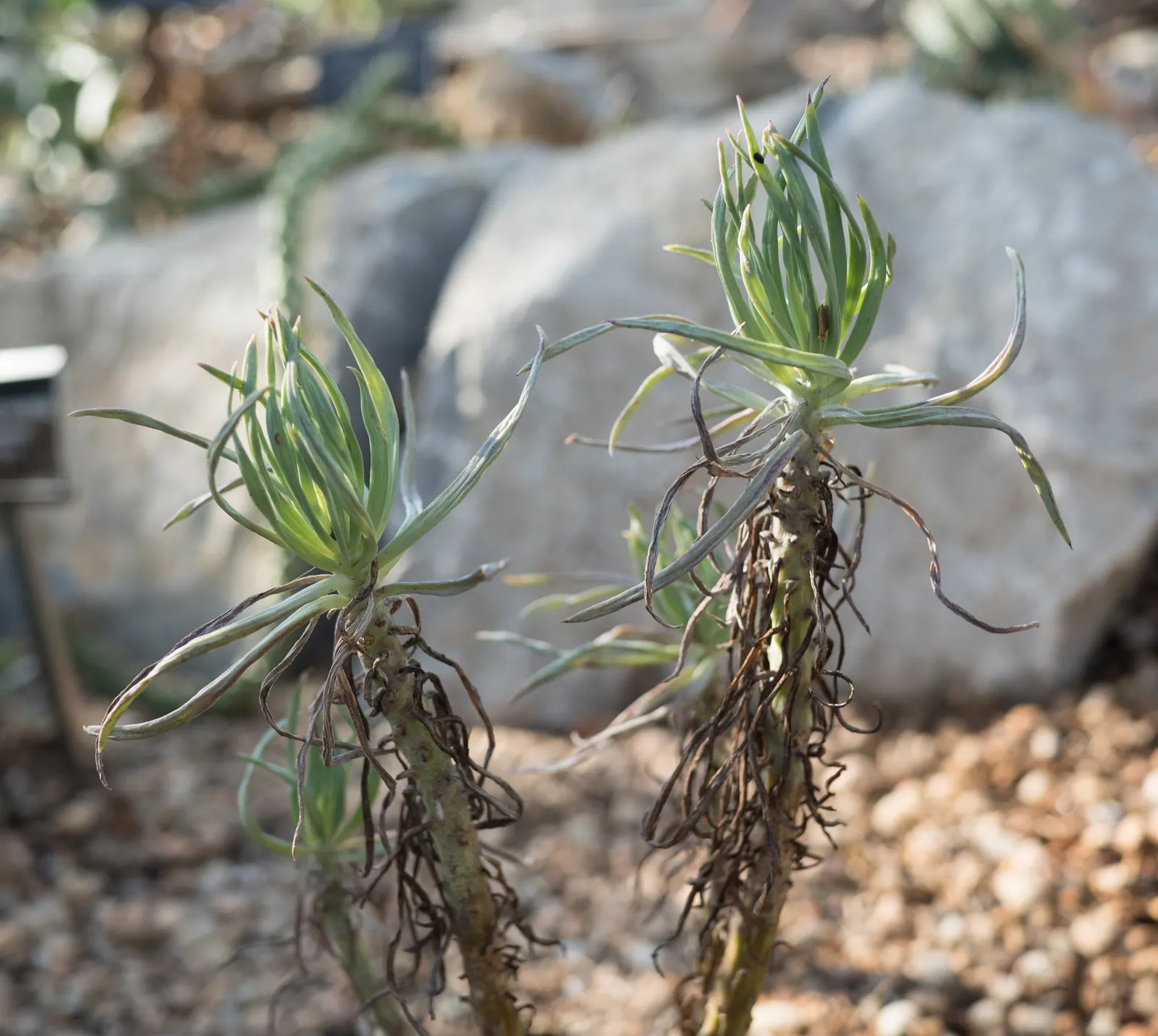 Blue Chalk Sticks (Senecio Mandraliscae) — Supplemental watering is rarely needed except in cases of extreme drought; fleshy lance-shaped leaves, image 110