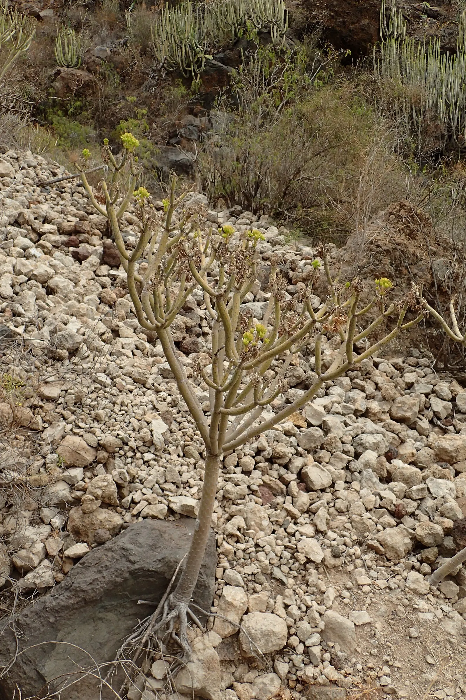 Blue Chalk Sticks (Senecio Mandraliscae) — the Kleinia demands well-draining soil to prevent root rot; a common issue for succulents if overwatered