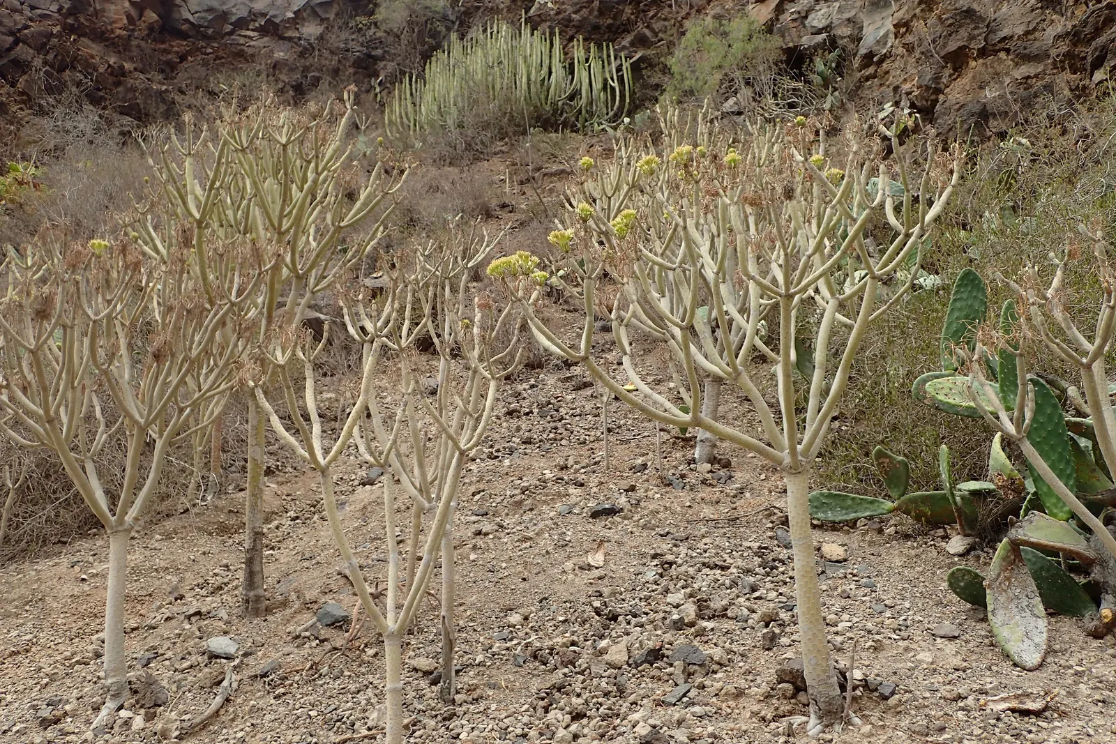 Blue Chalk Sticks (Senecio Mandraliscae) — a sunny spot is ideal.<br><br>When it comes to soil; which flaunts a brilliant silver-blue hue, image 107