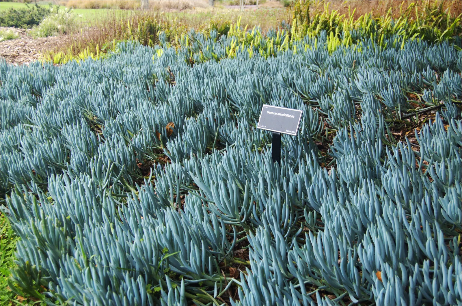 Blue Chalk Sticks (Senecio Mandraliscae) — is a drought-tolerant succulent boasting striking blue-green foliage with a unique